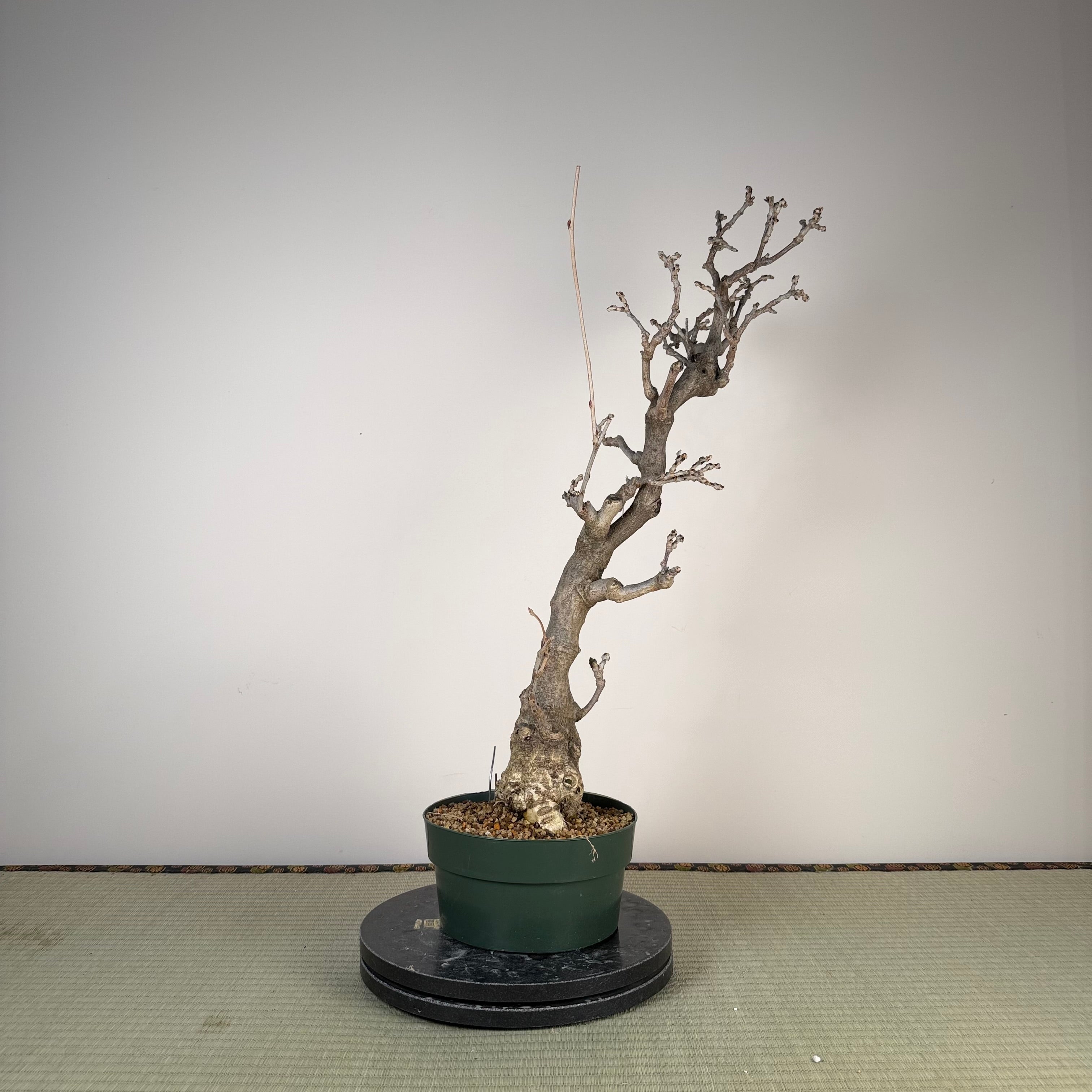 Wisteria floribunda