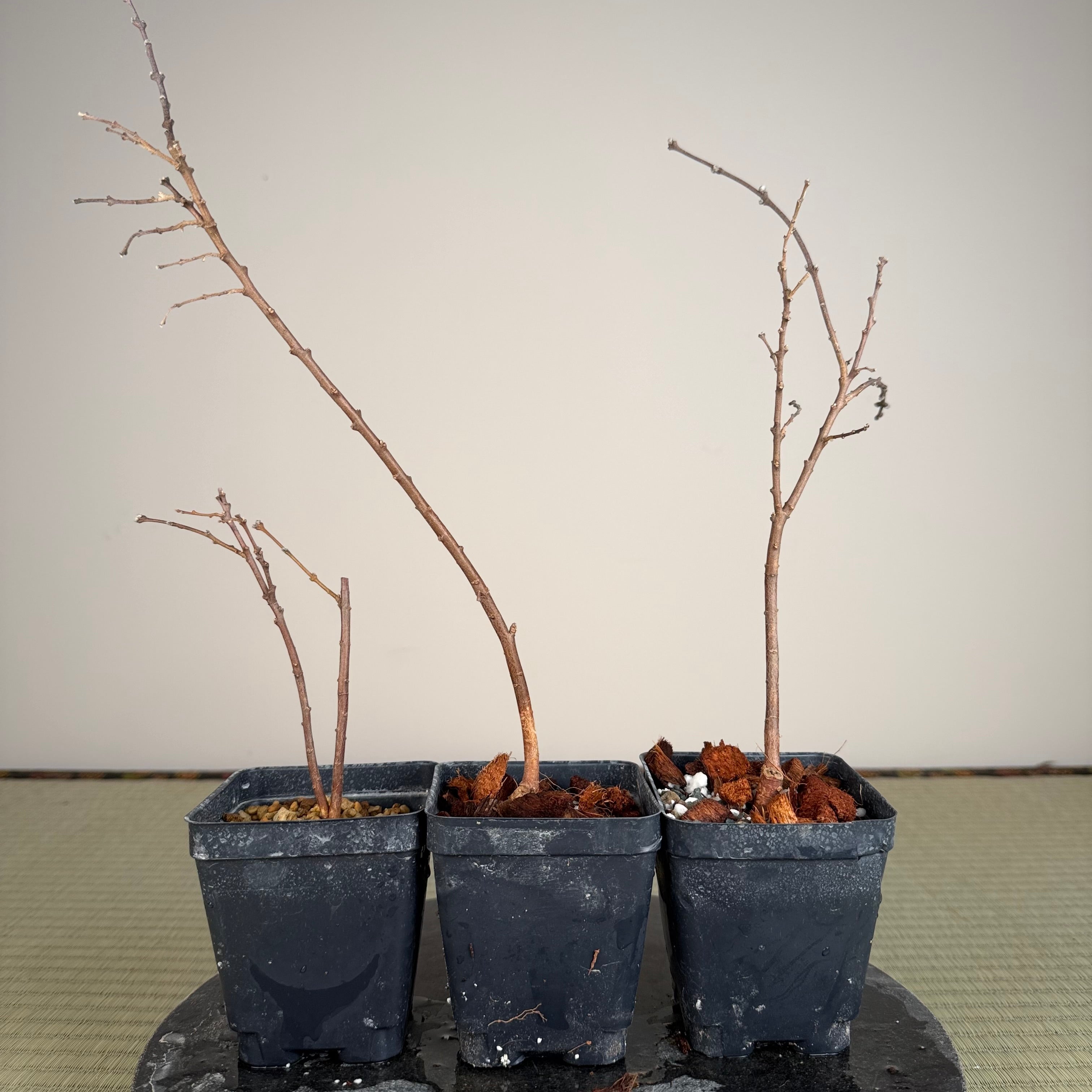 Daphne genkwa