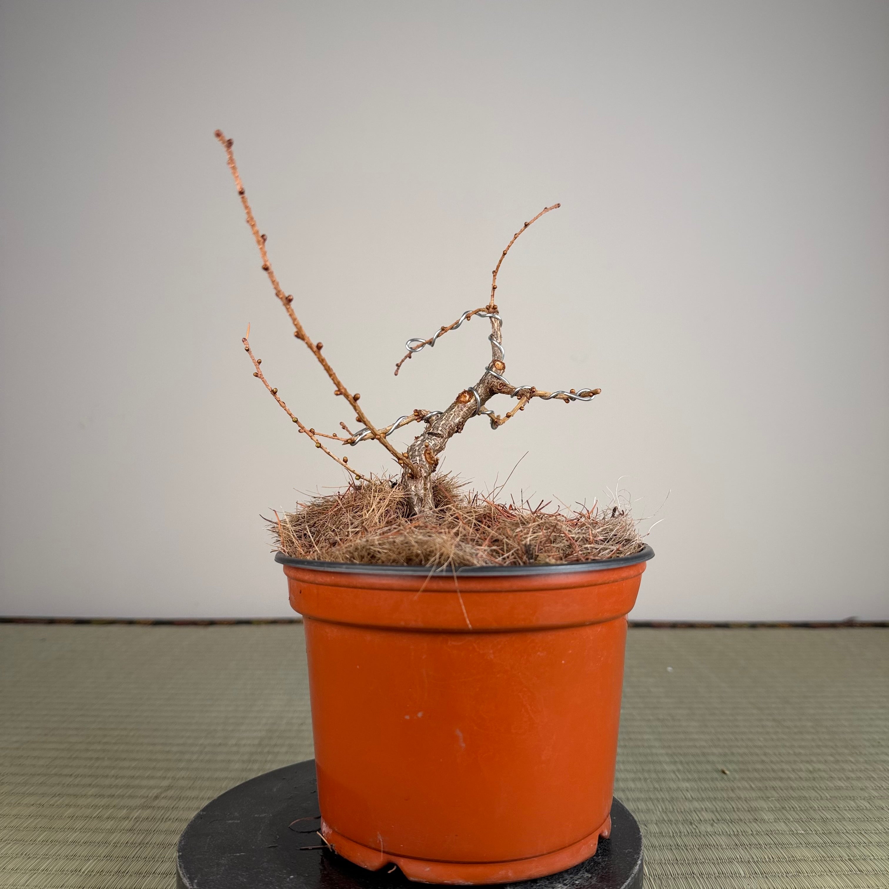 Larix leptolepsis