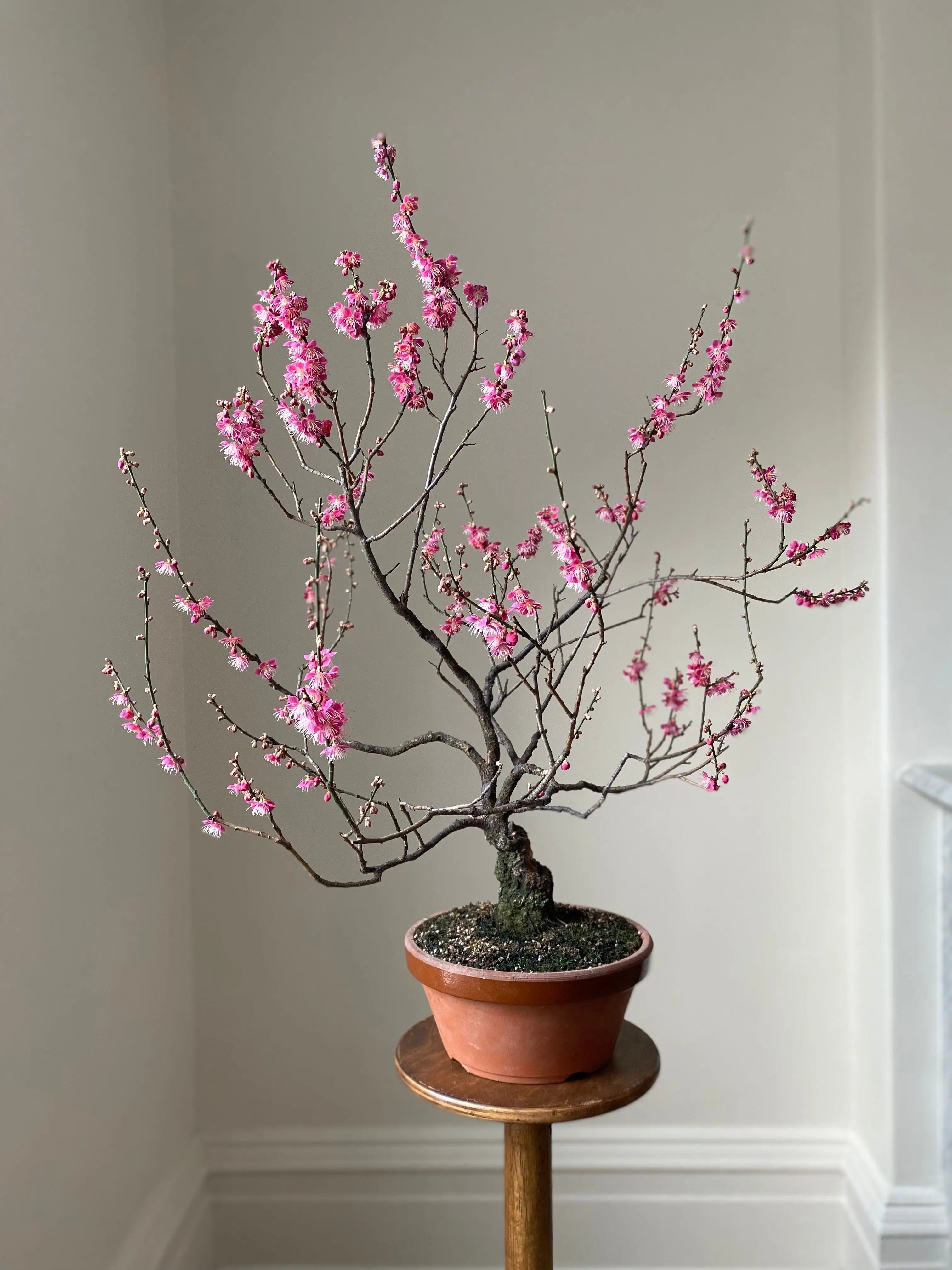 Prunus mume #7 'Hibai' Canada Bonsai