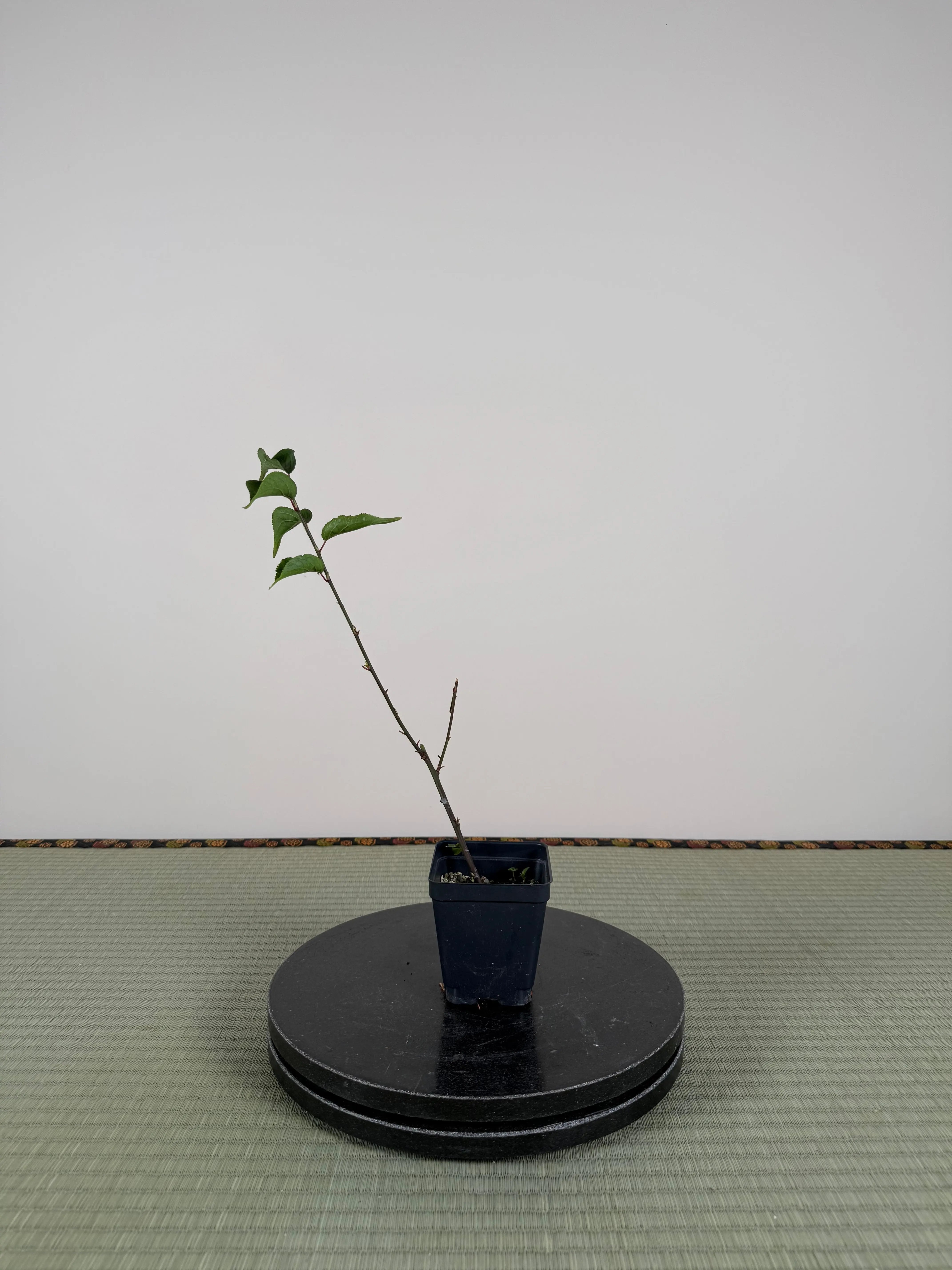 Prunus mume 'SŌNGYUÁN ZHŪSHĀ' Canada Bonsai