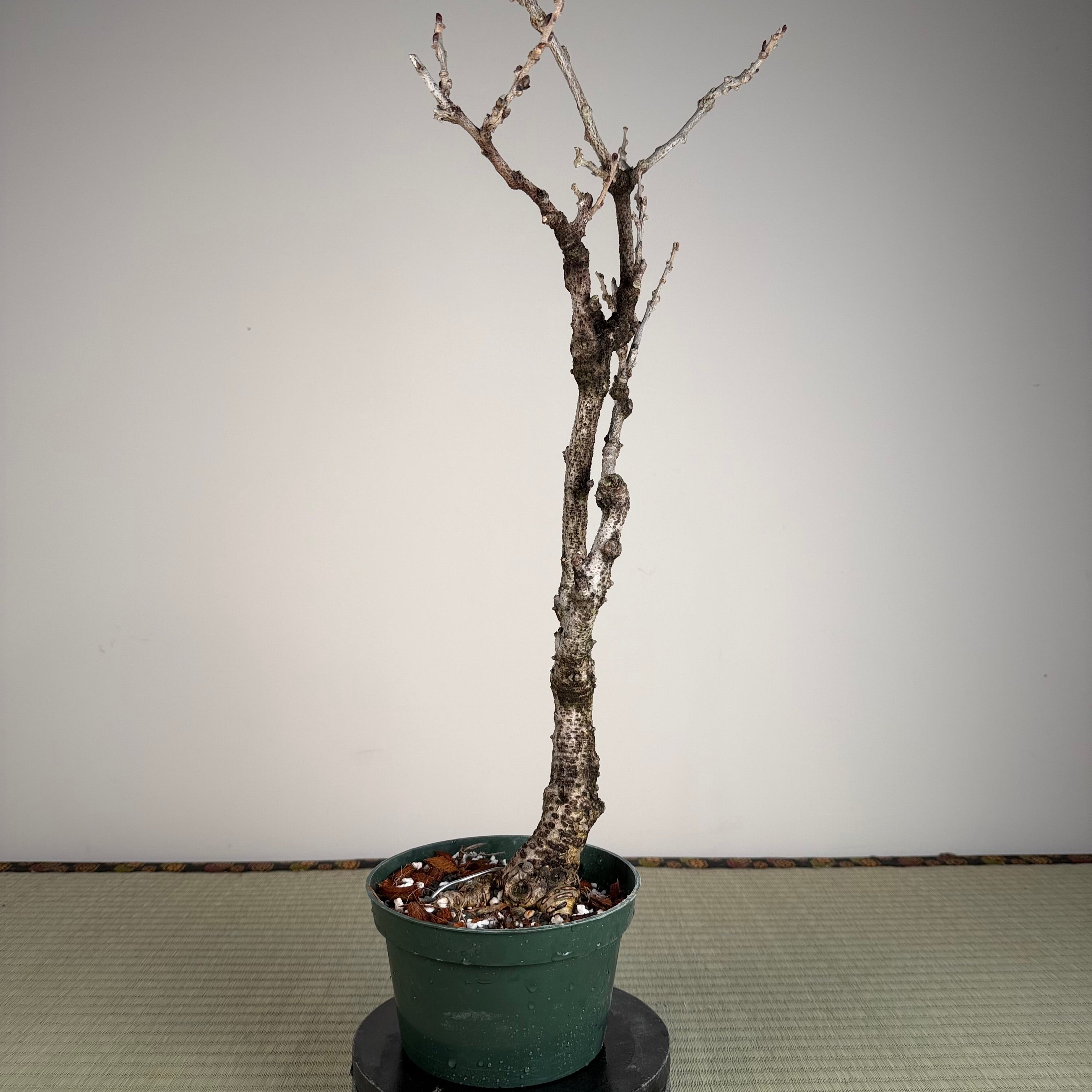 Wisteria floribunda