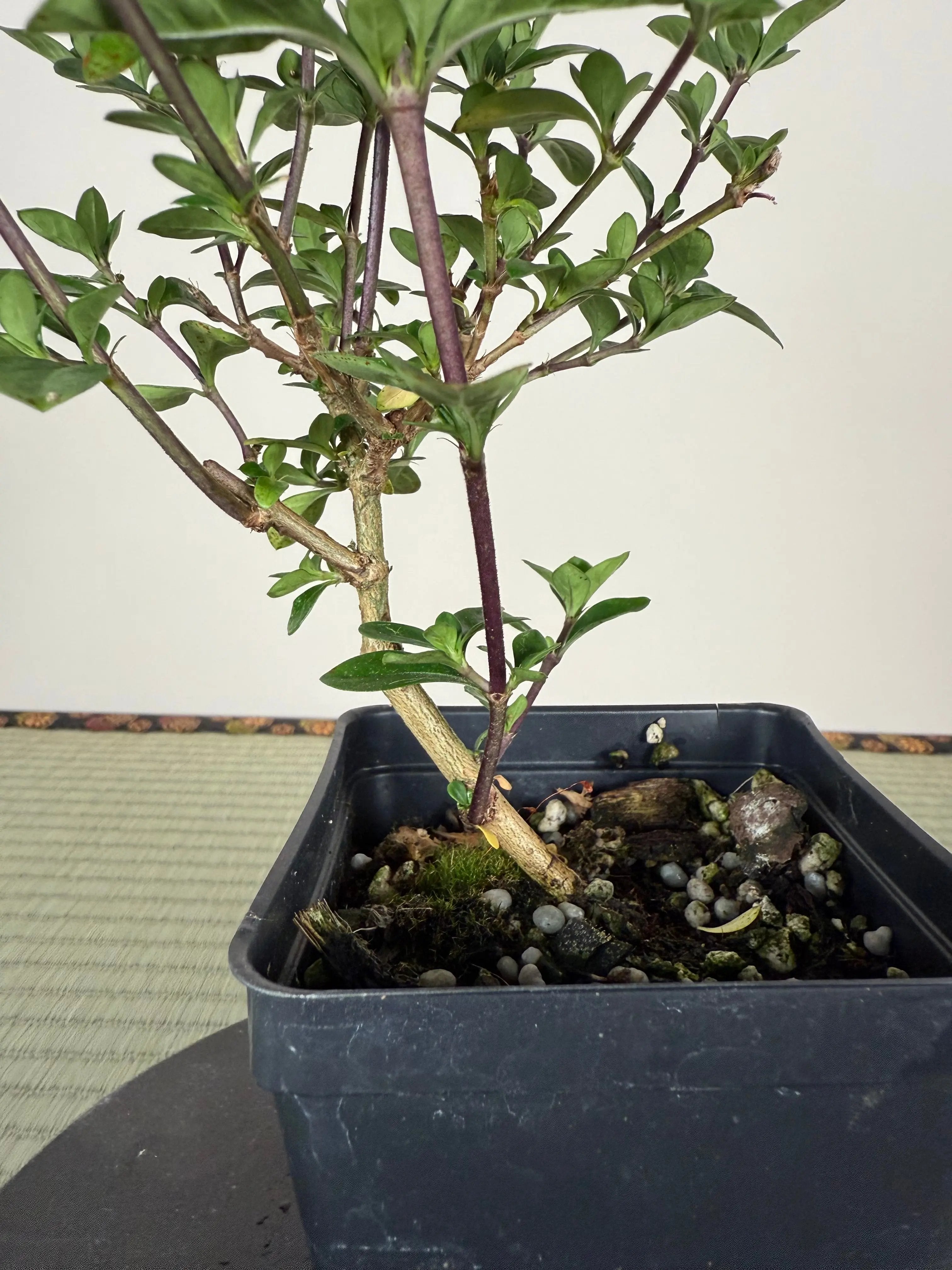 SNOW ROSE Canada Bonsai