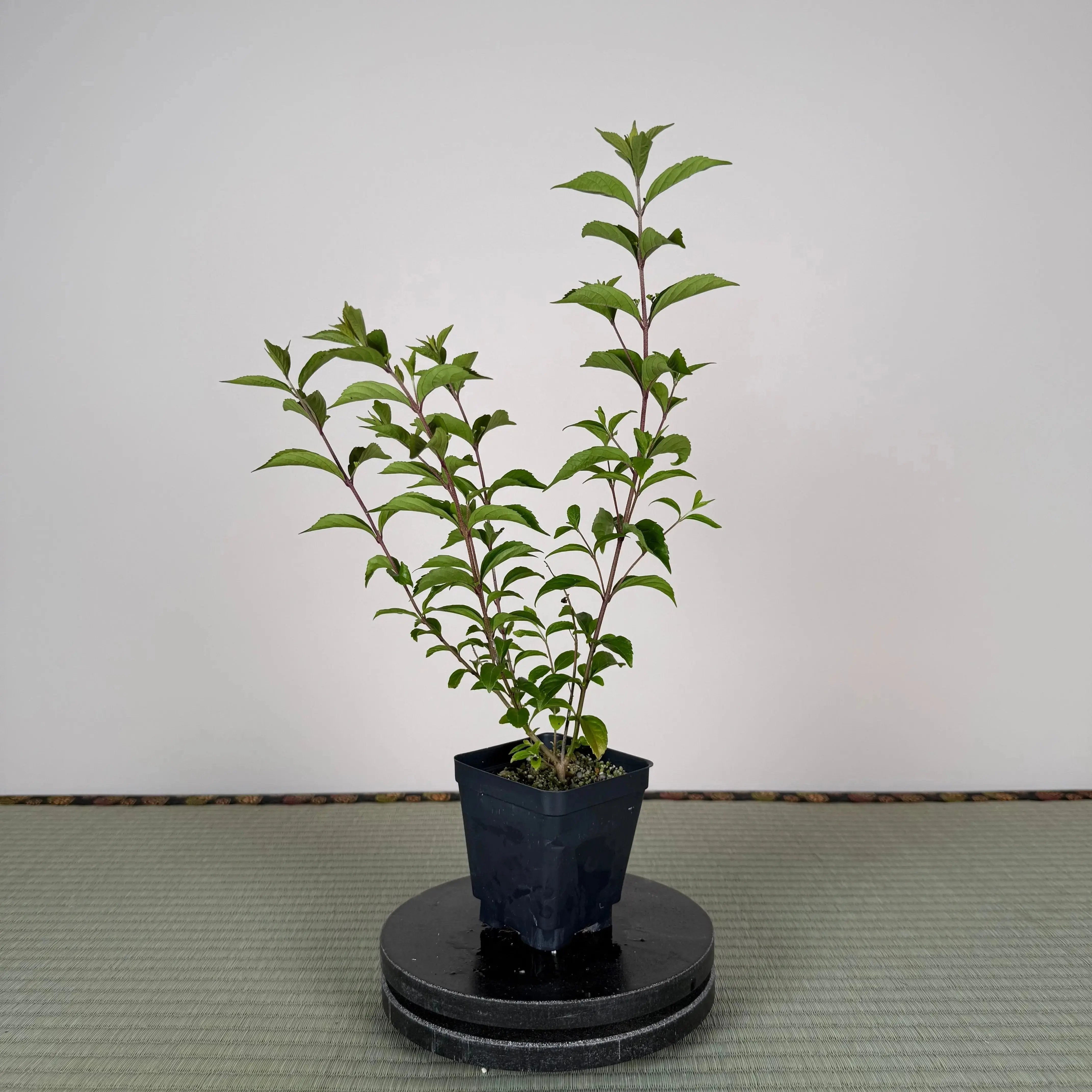 Base Kit with Outdoor Bonsai Canada Bonsai