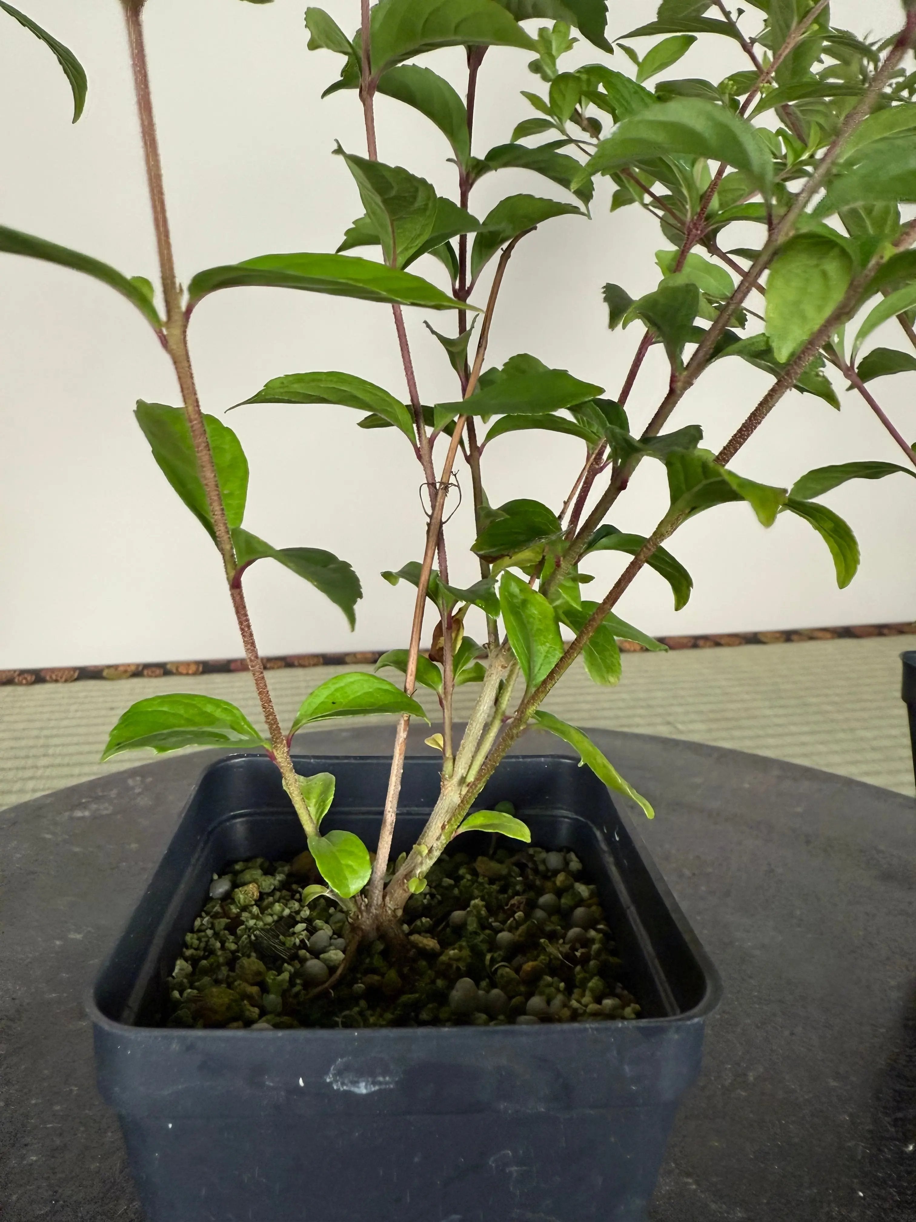 Callicarpa japonica (purple) Canada Bonsai