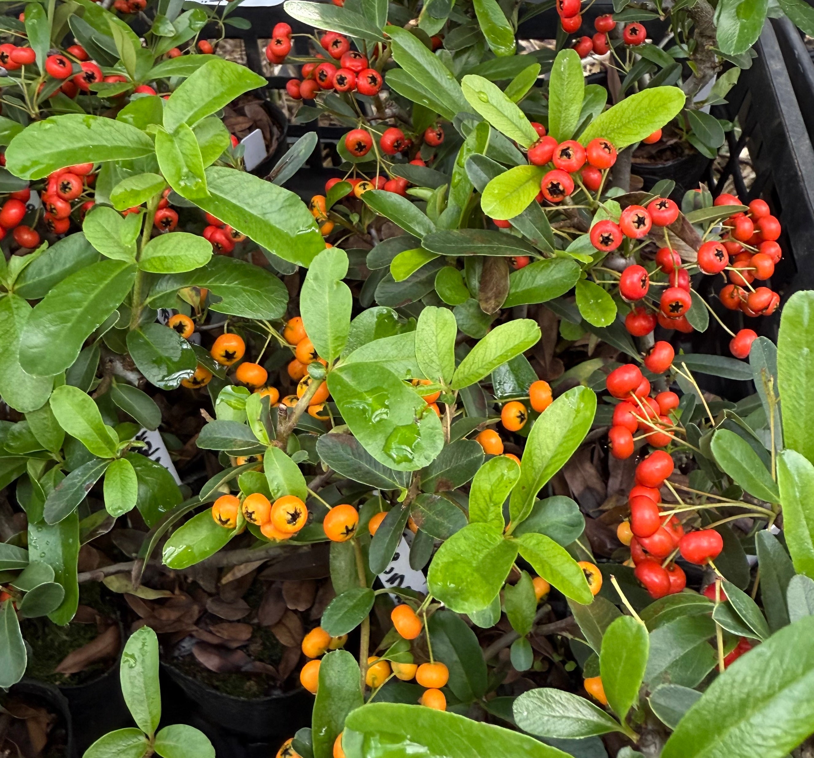 Pyracantha angustifolia (red)