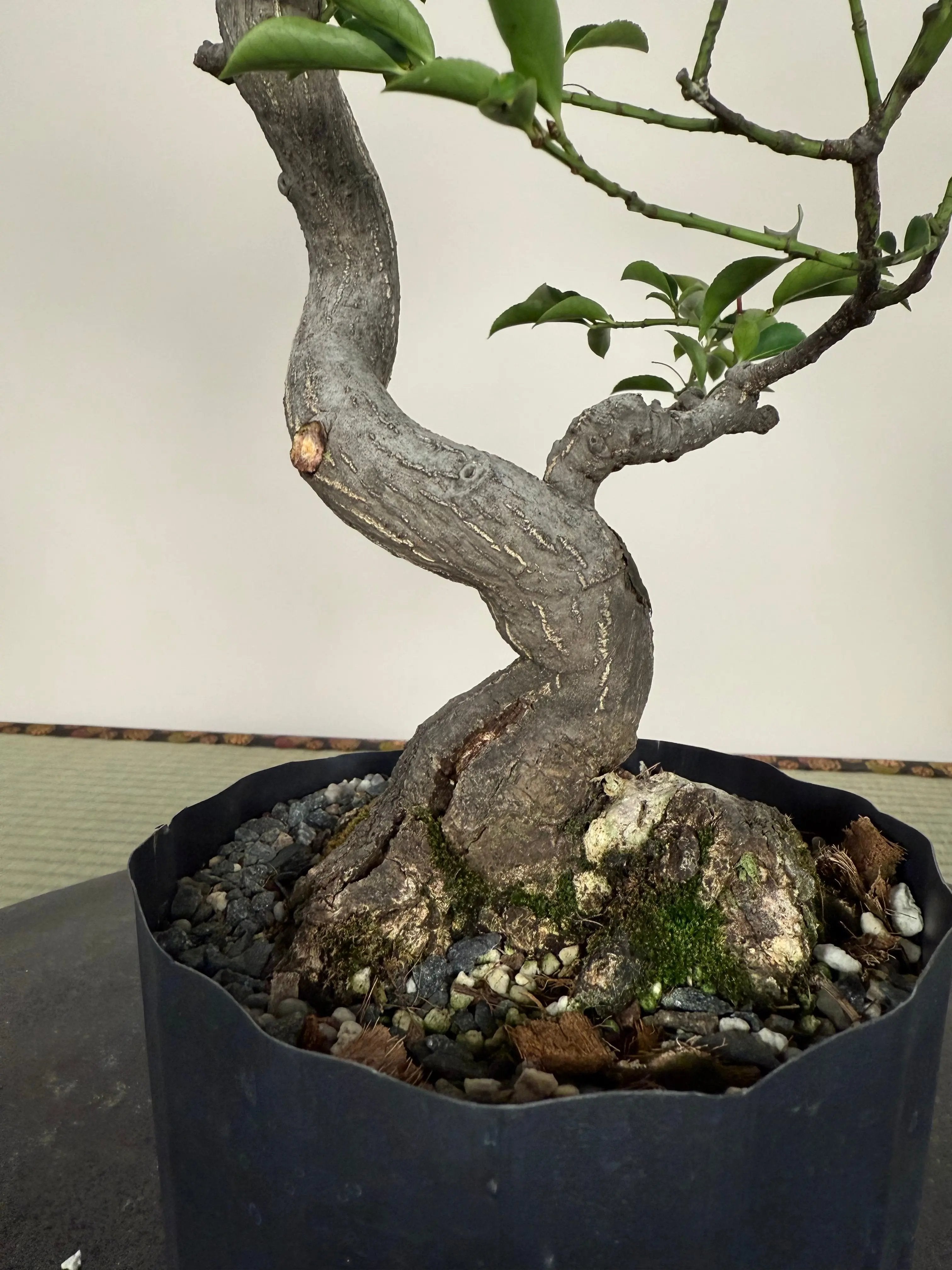 Euonymus Canada Bonsai