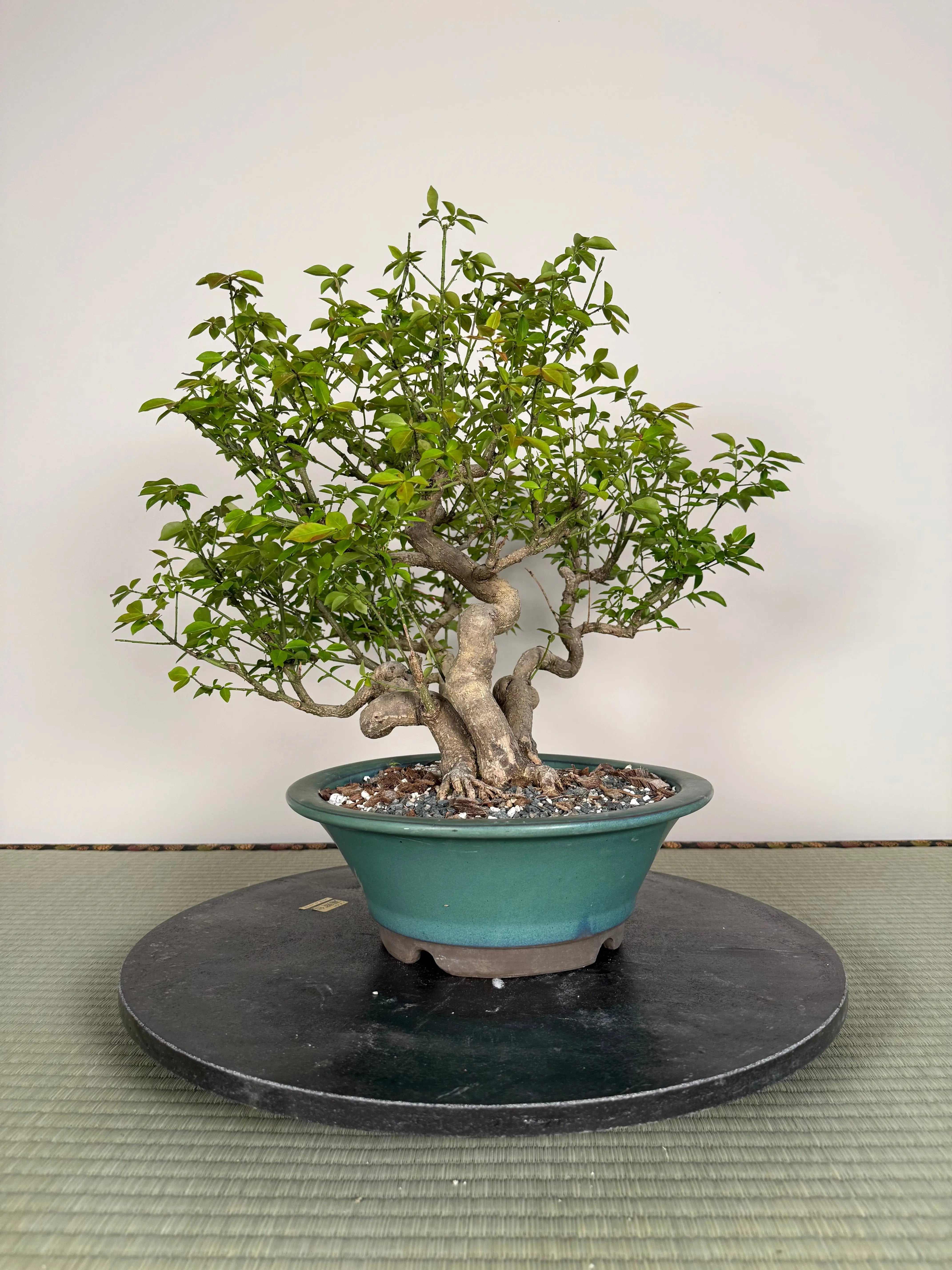 Euonymus Canada Bonsai