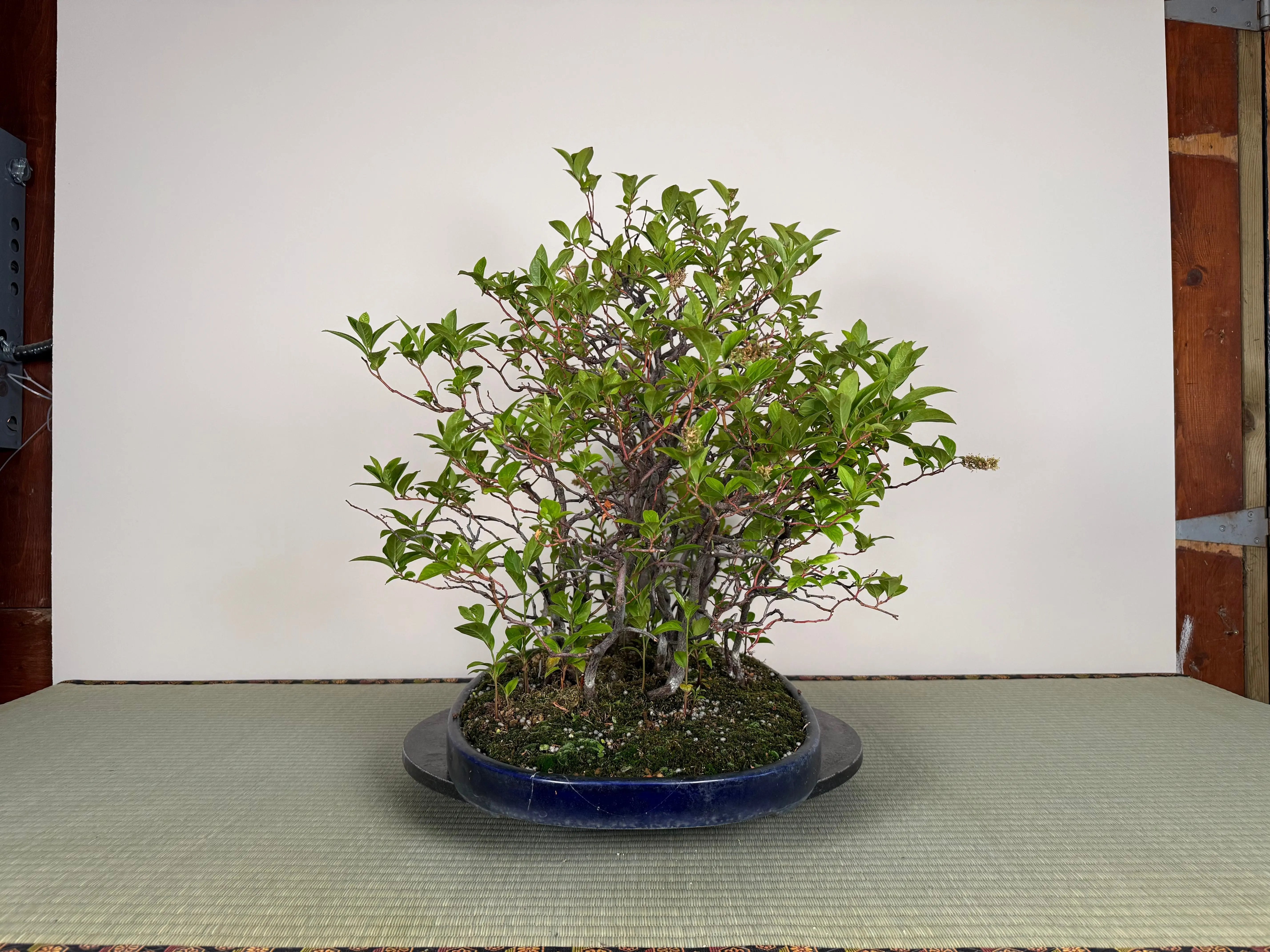 Itea japonica Canada Bonsai