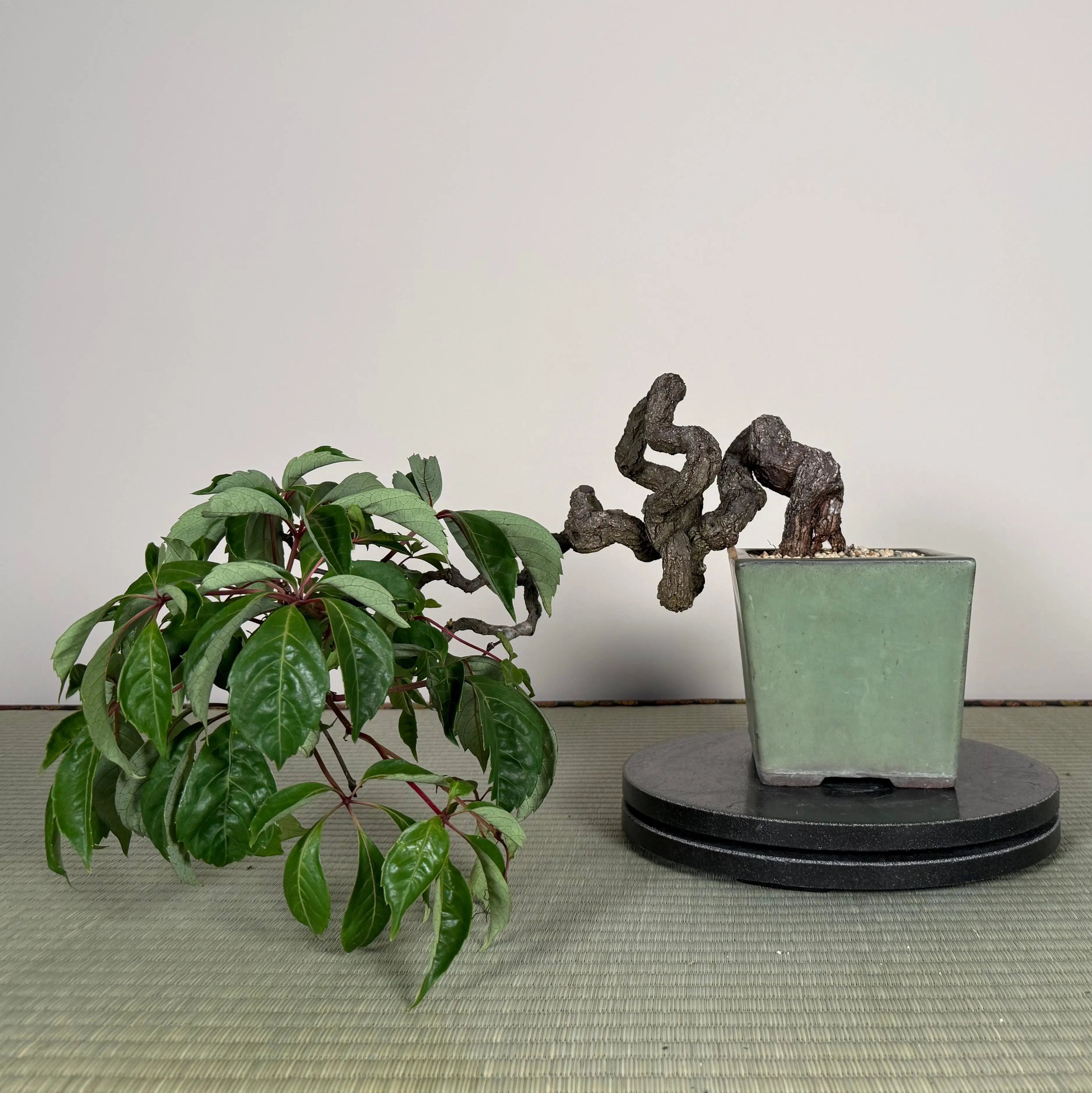 Parthenocissus quinquefolia (Antique pot) Canada Bonsai
