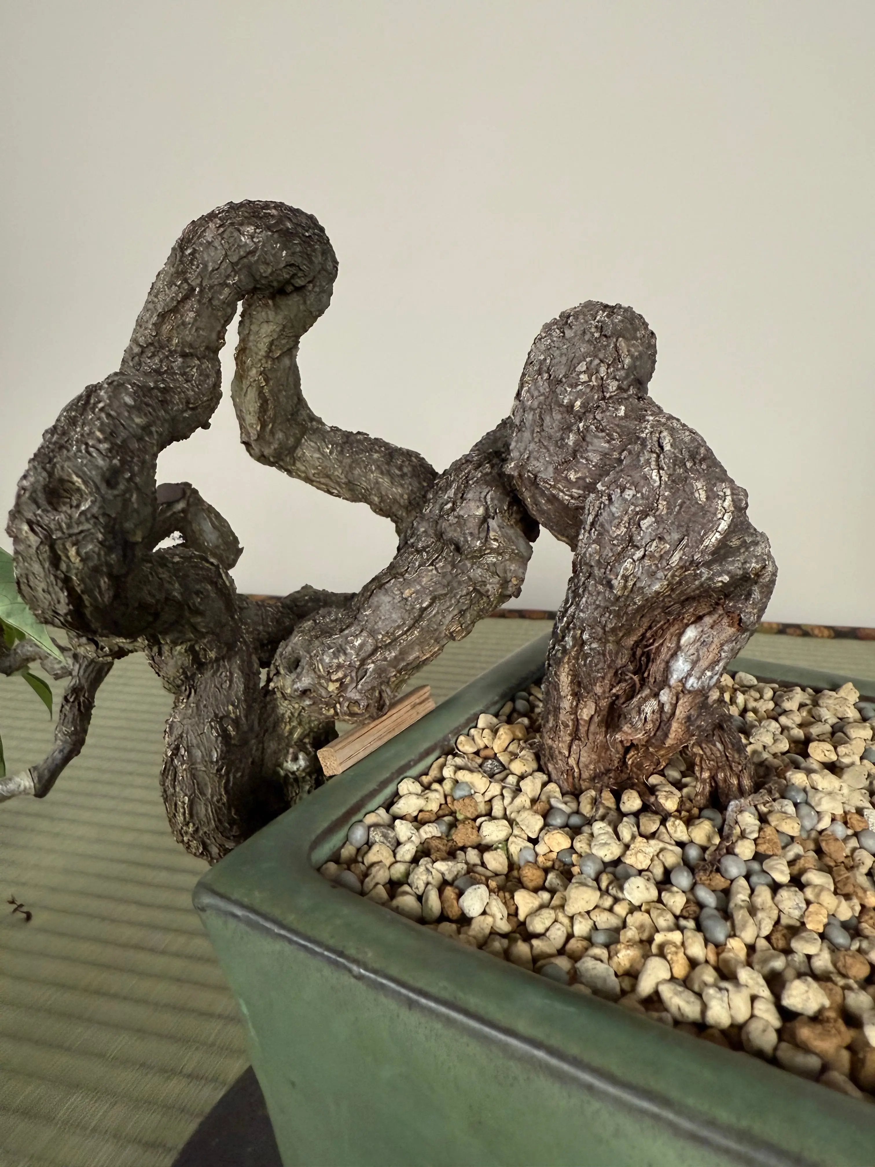 Parthenocissus quinquefolia (Antique pot) Canada Bonsai