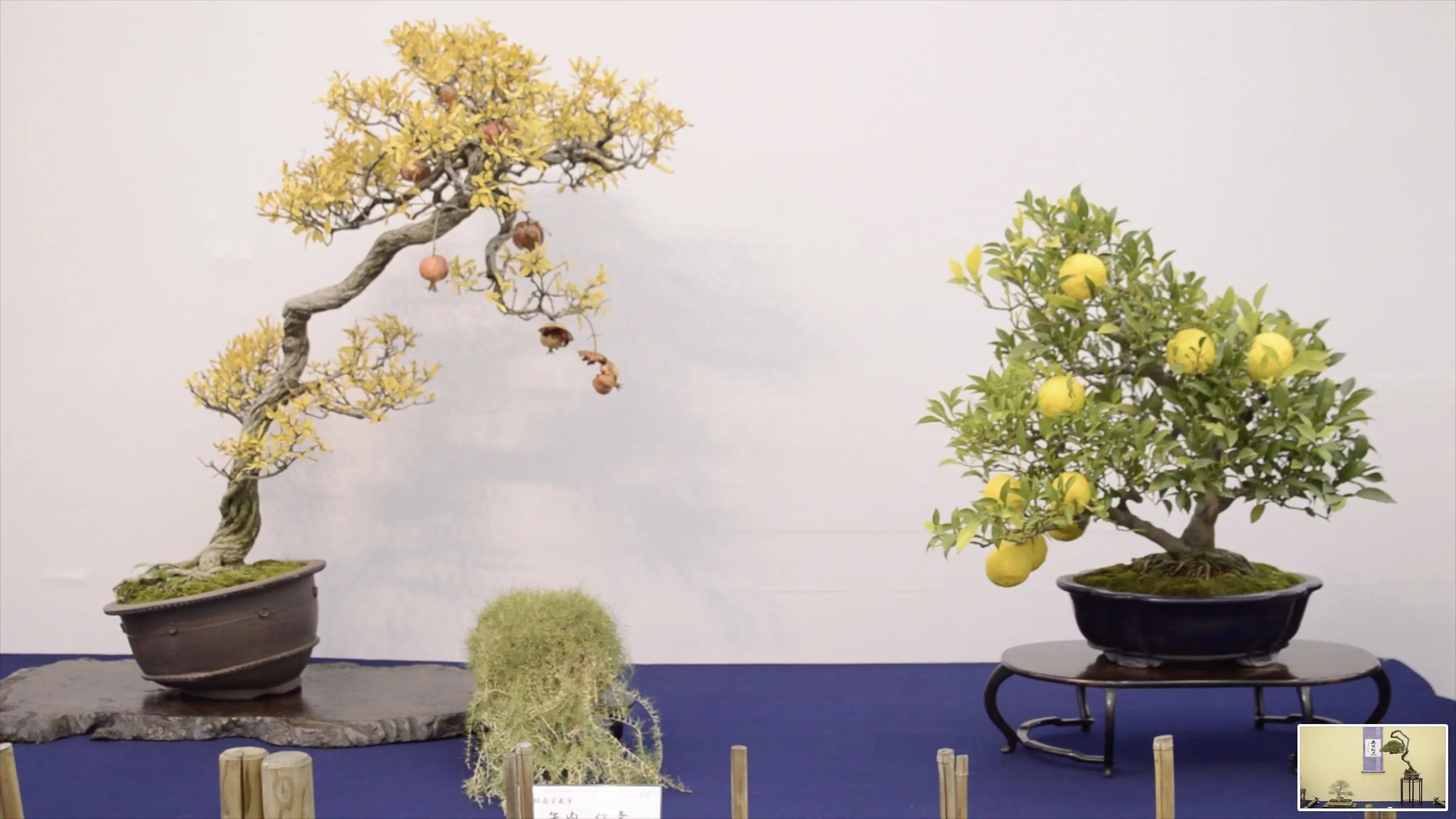 Punica granatum Canada Bonsai