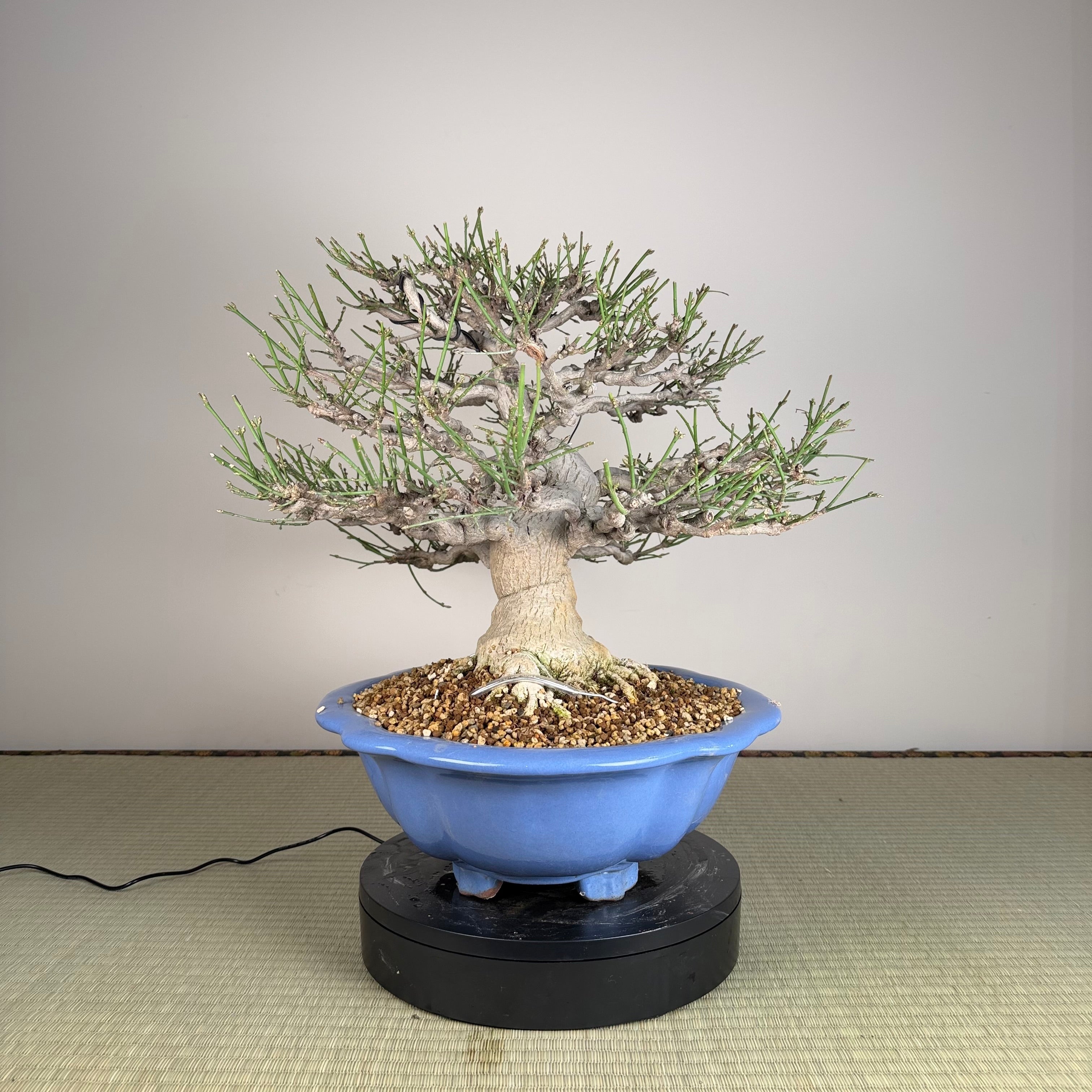 Euonymus