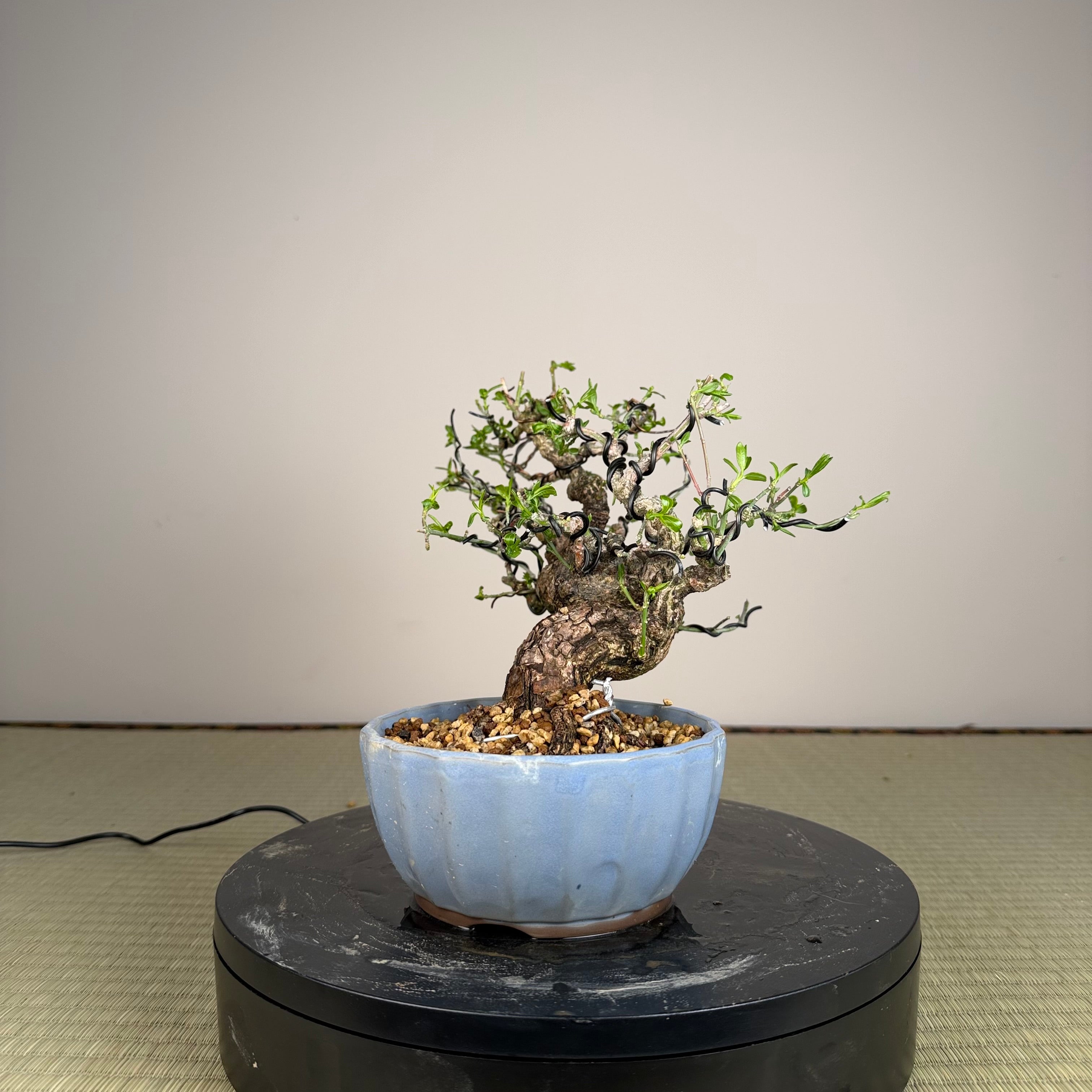 Euonymus