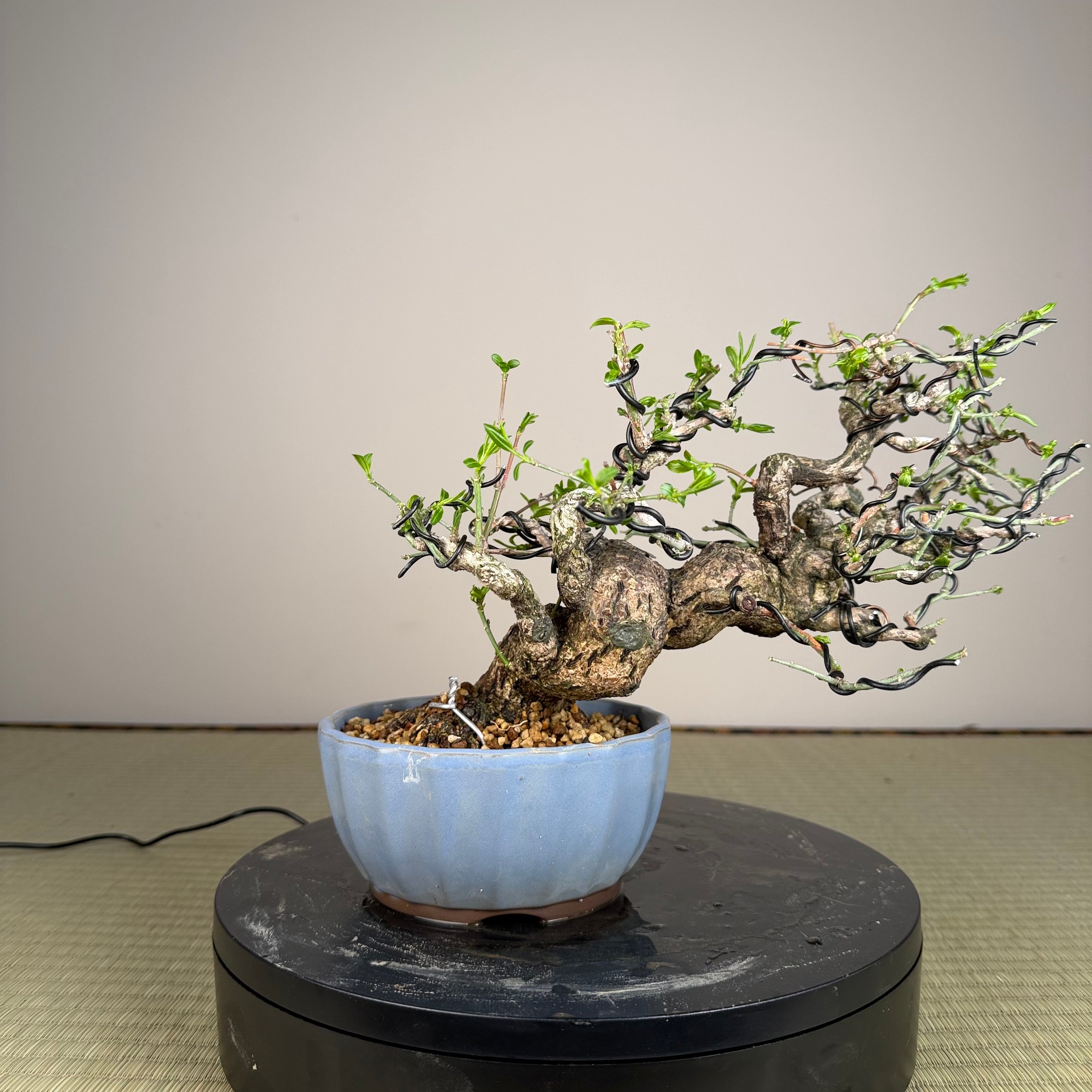 Euonymus
