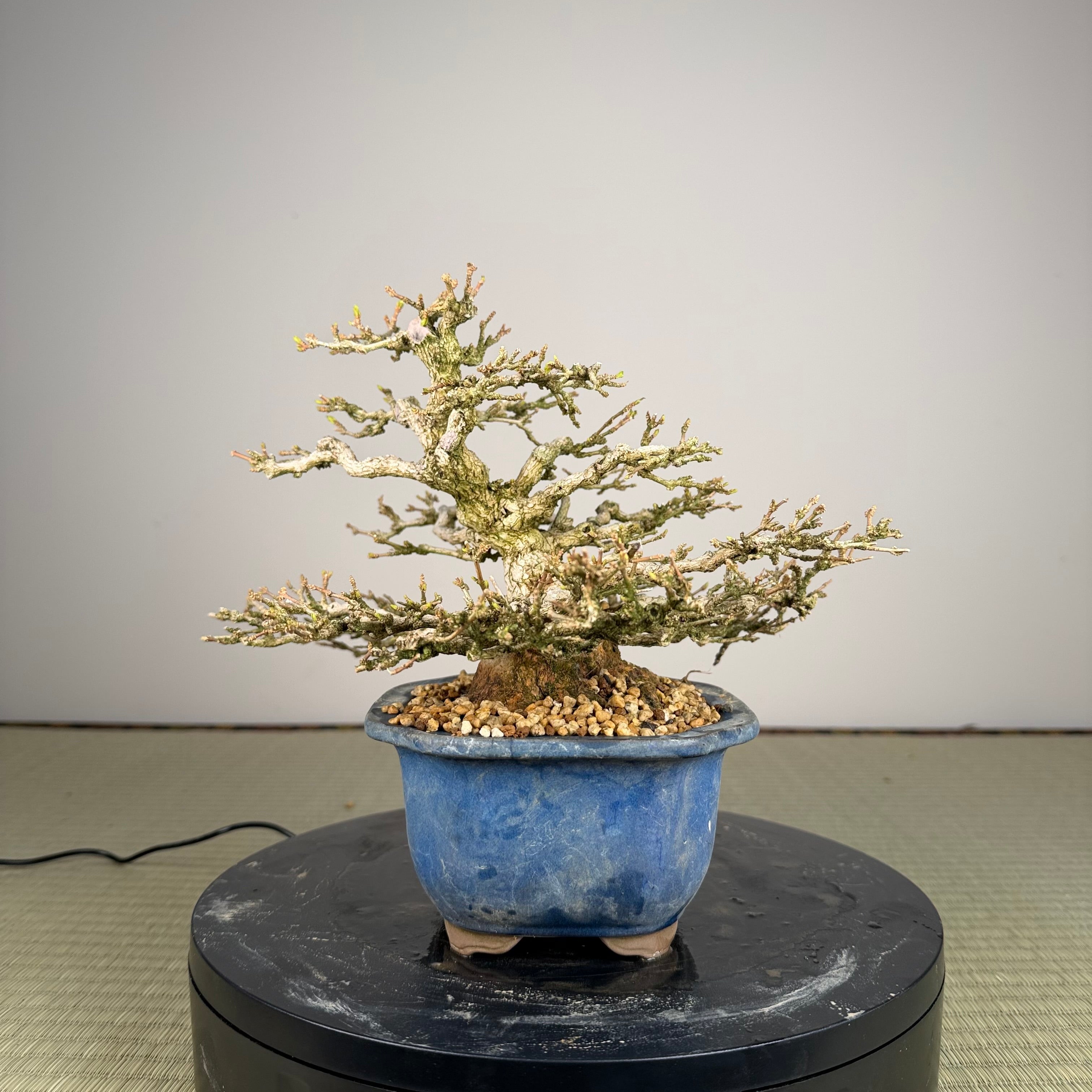 Premna japonica