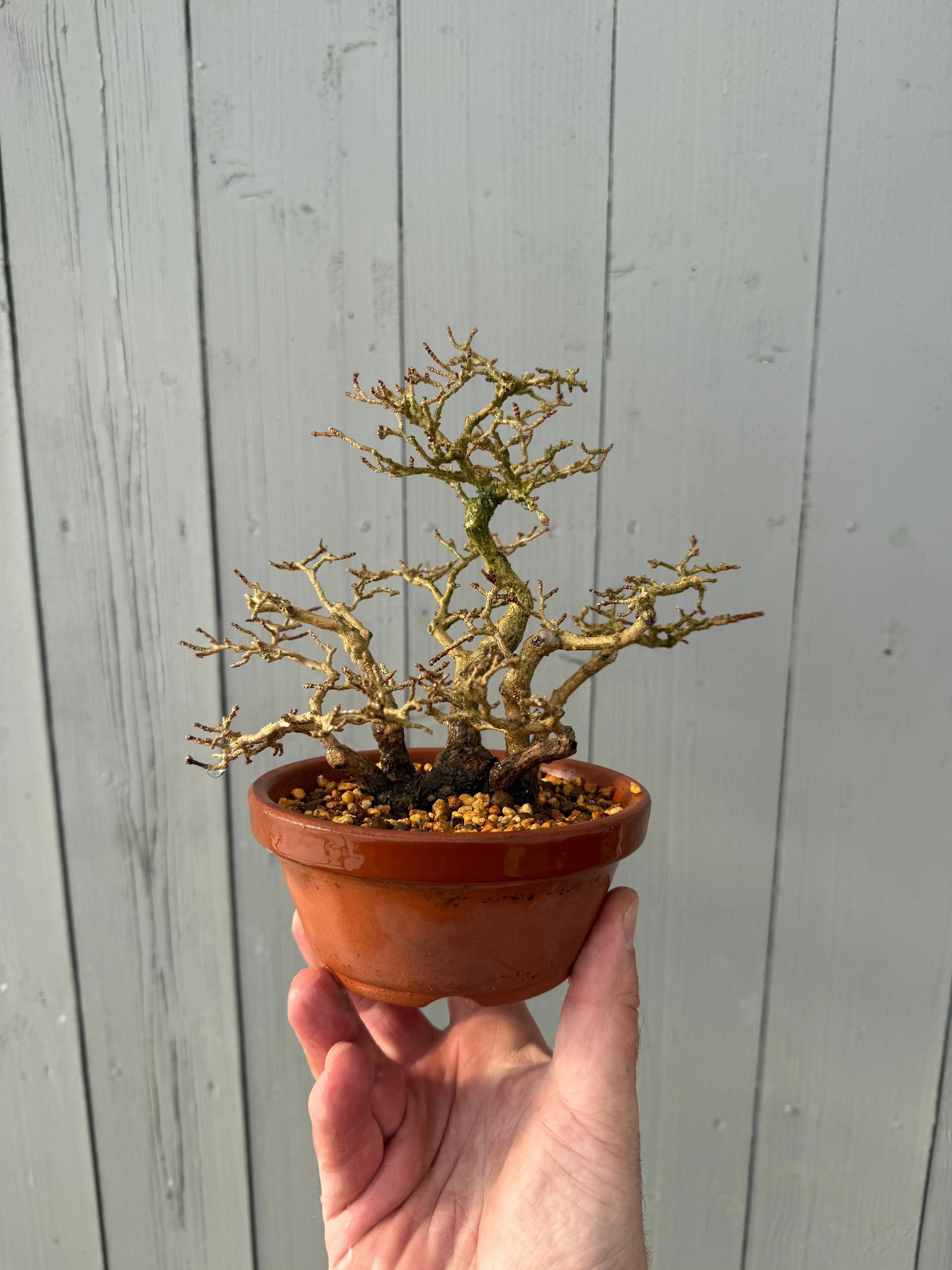 Premna japonica Canada Bonsai