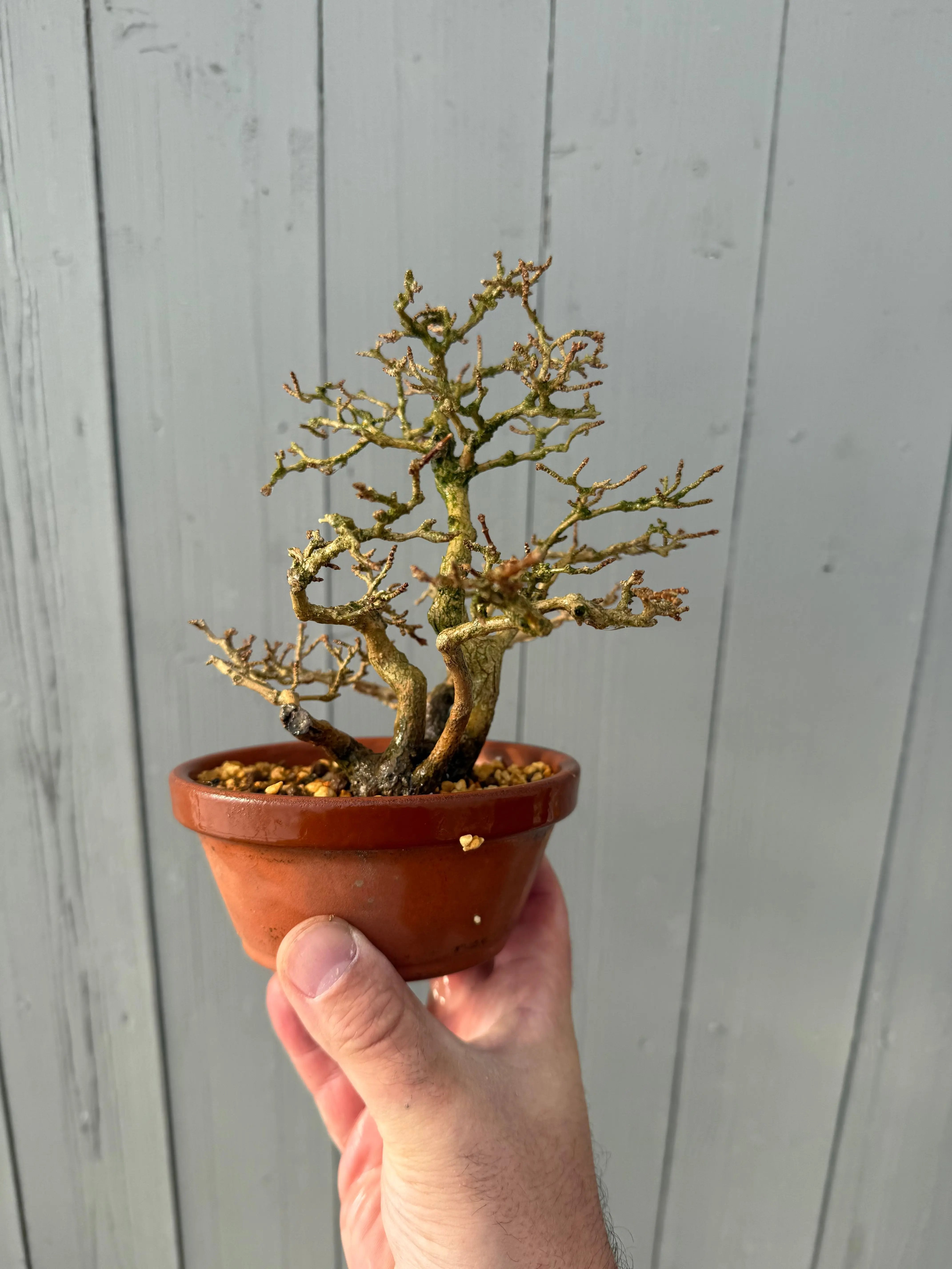 Premna japonica Canada Bonsai