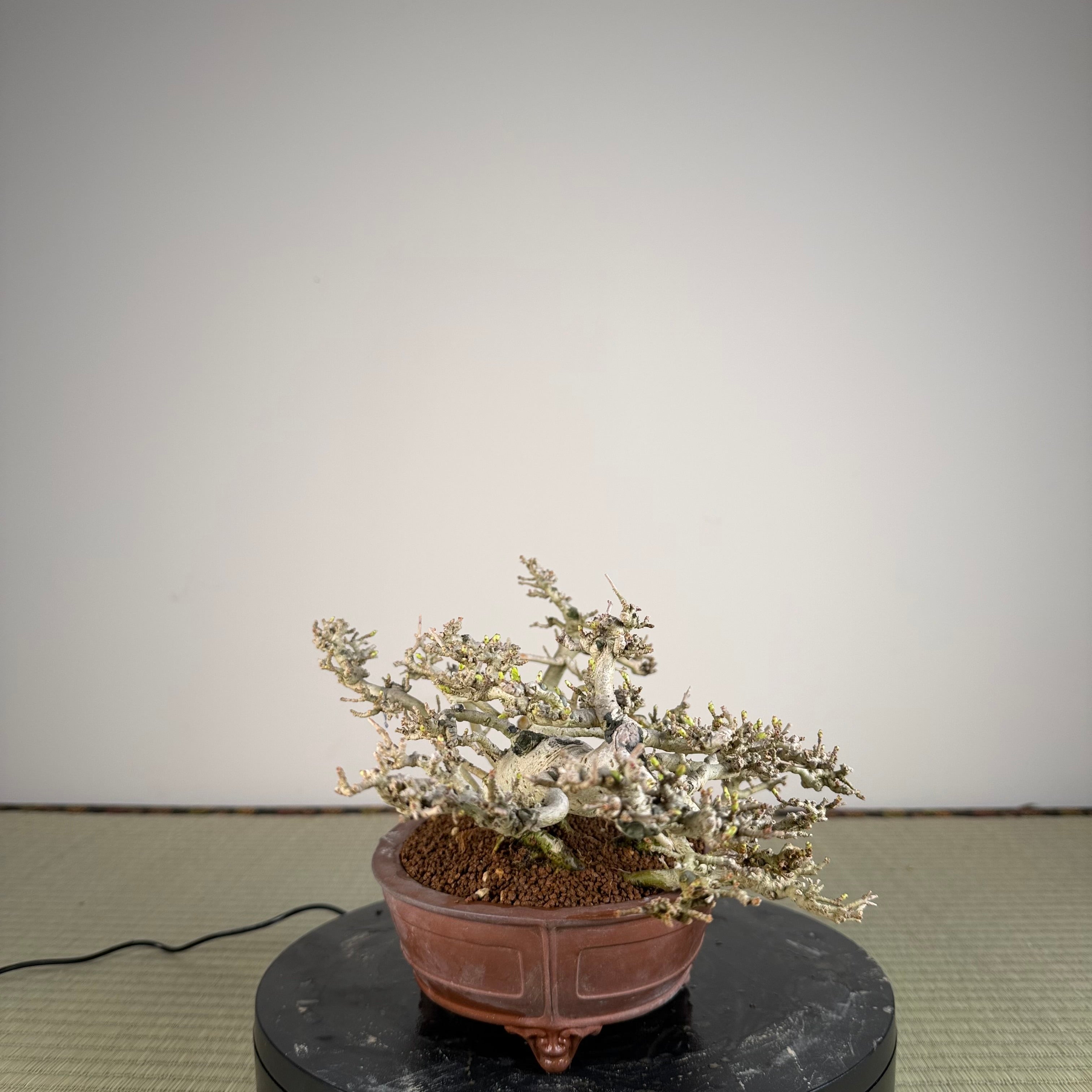 Ligustrum Arakawa *Voir note*