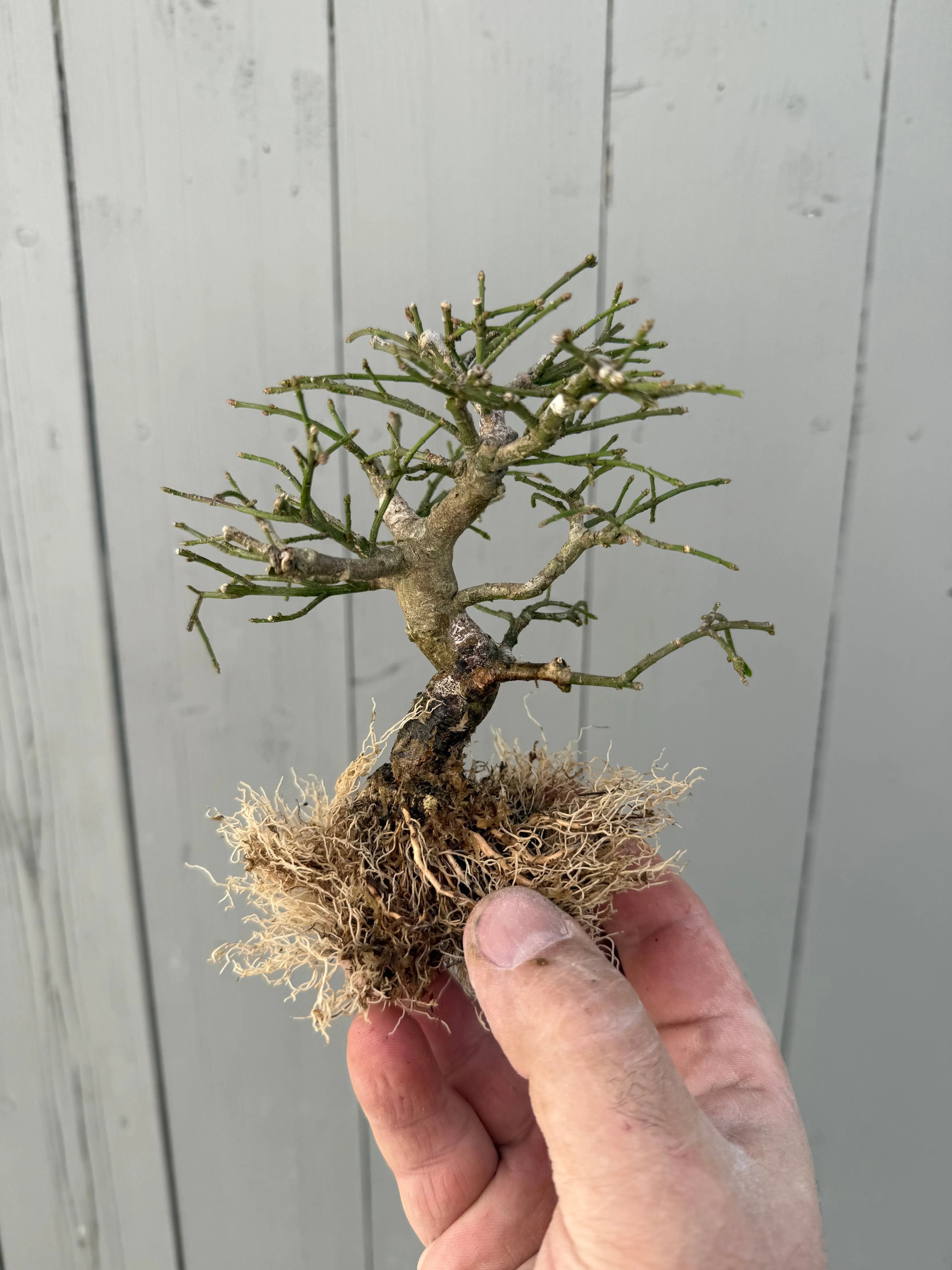 Euonymus Canada Bonsai