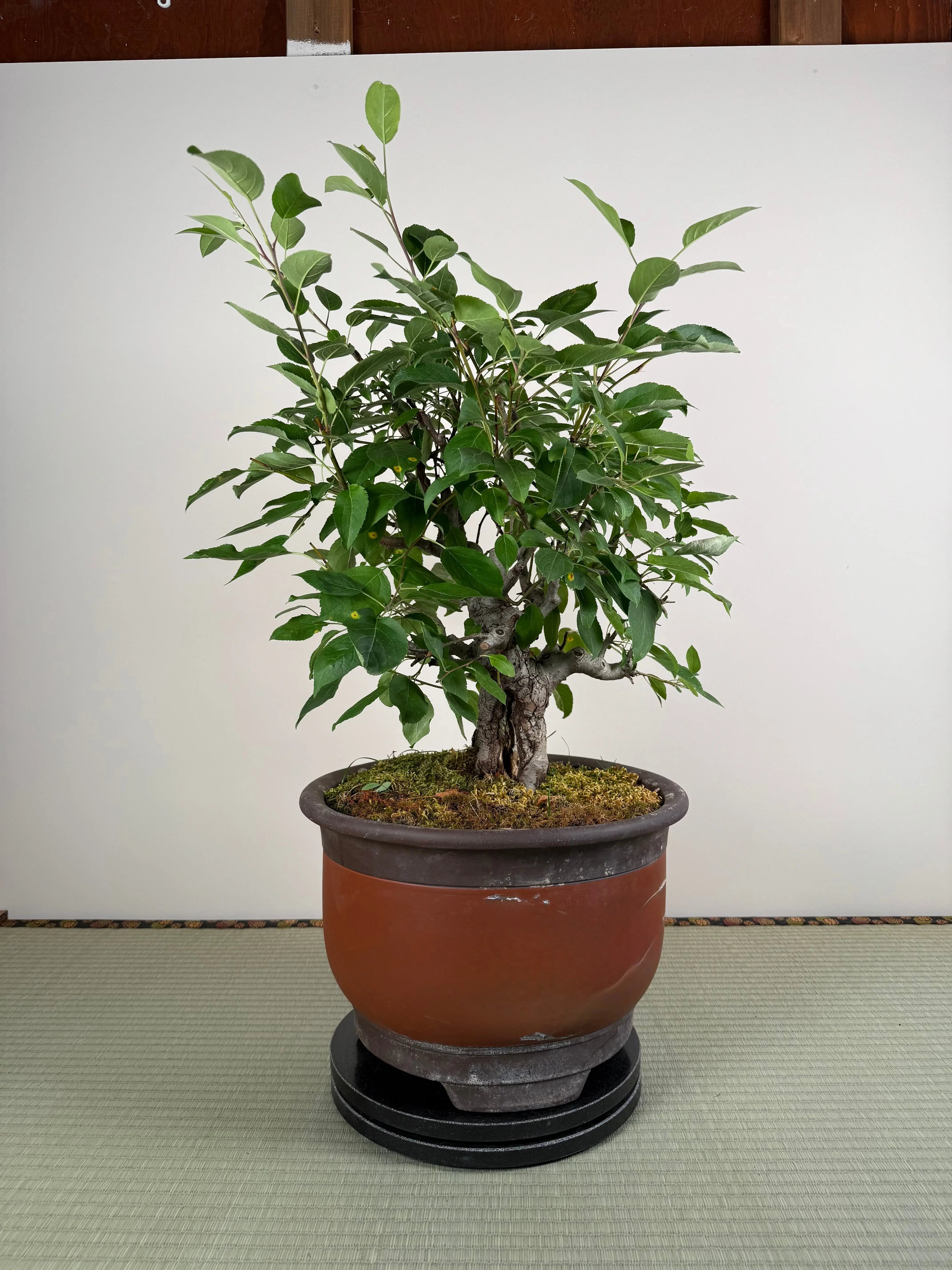 Malus 'Hime Ringo' Canada Bonsai