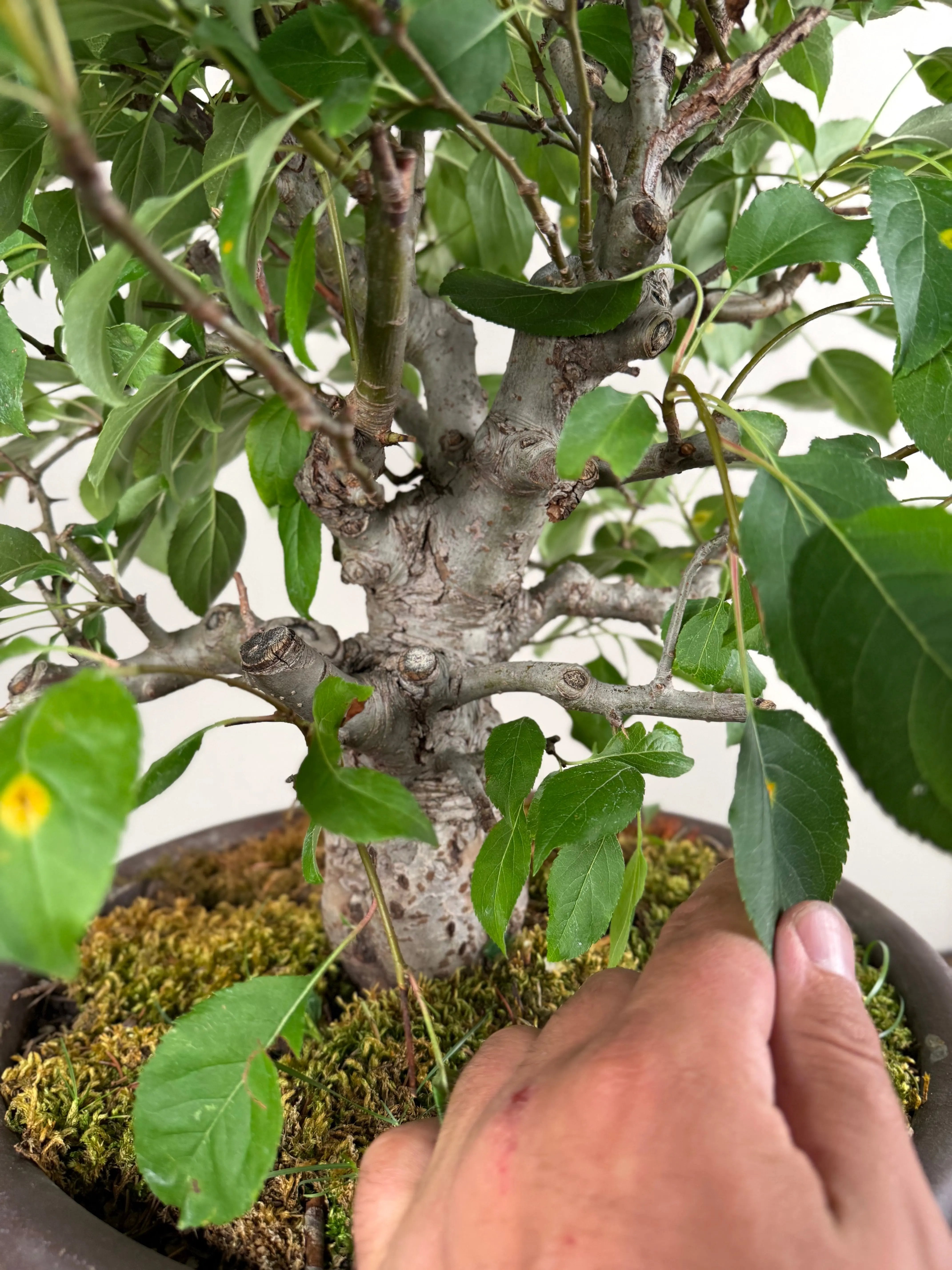 Malus 'Hime Ringo' Canada Bonsai
