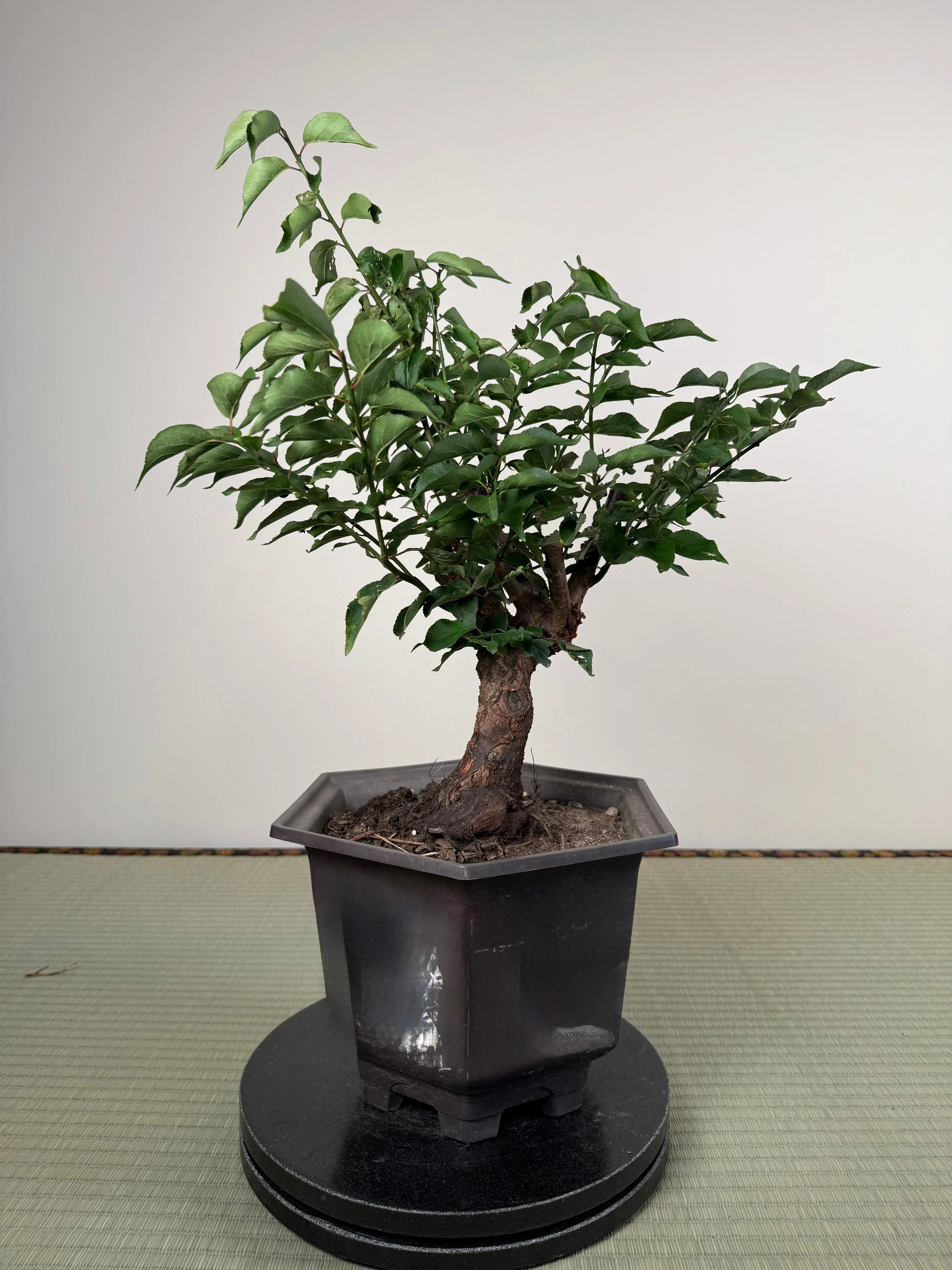 Prunus mume Canada Bonsai