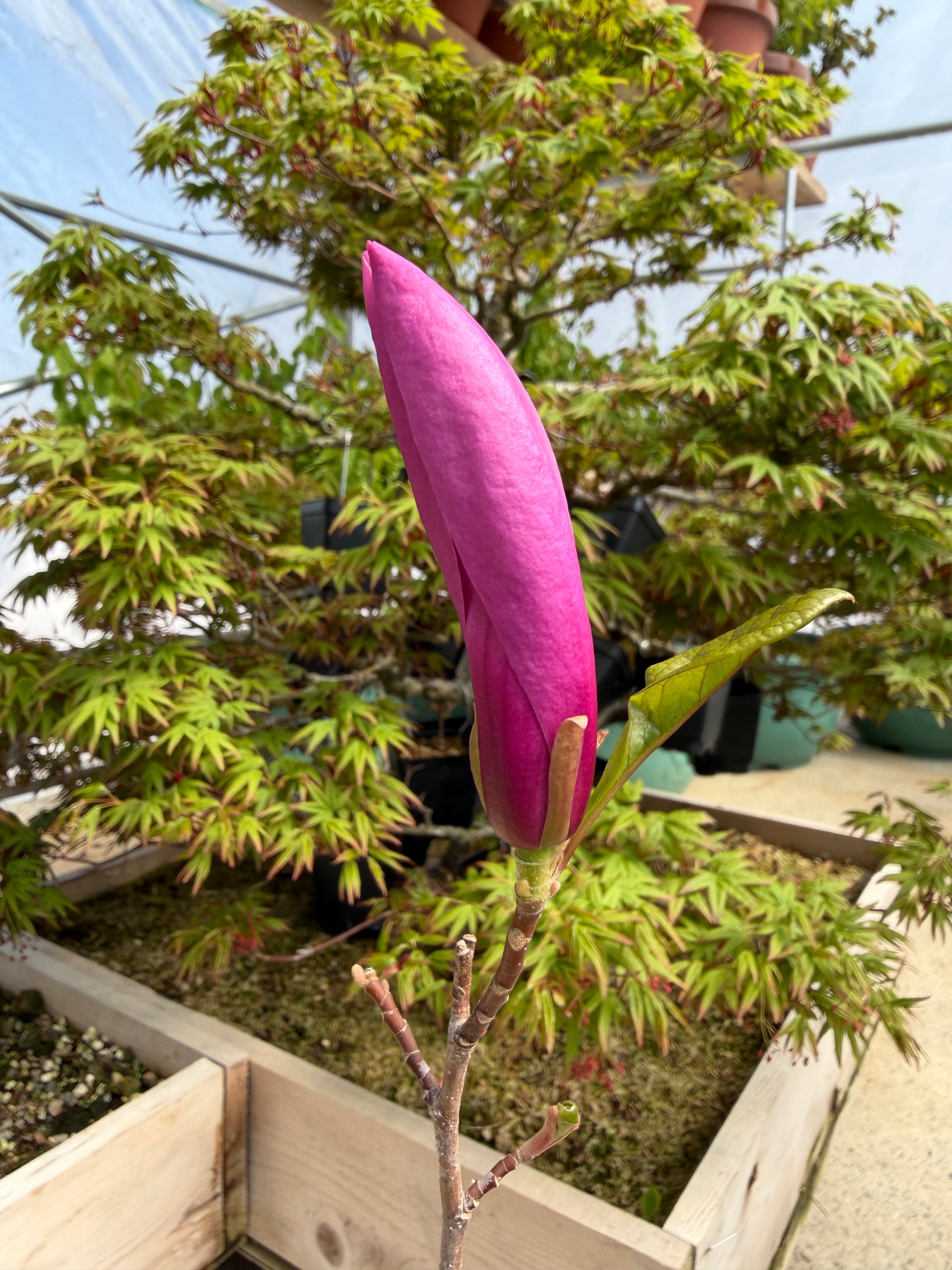 Magnolia (grand ; fleur violette)