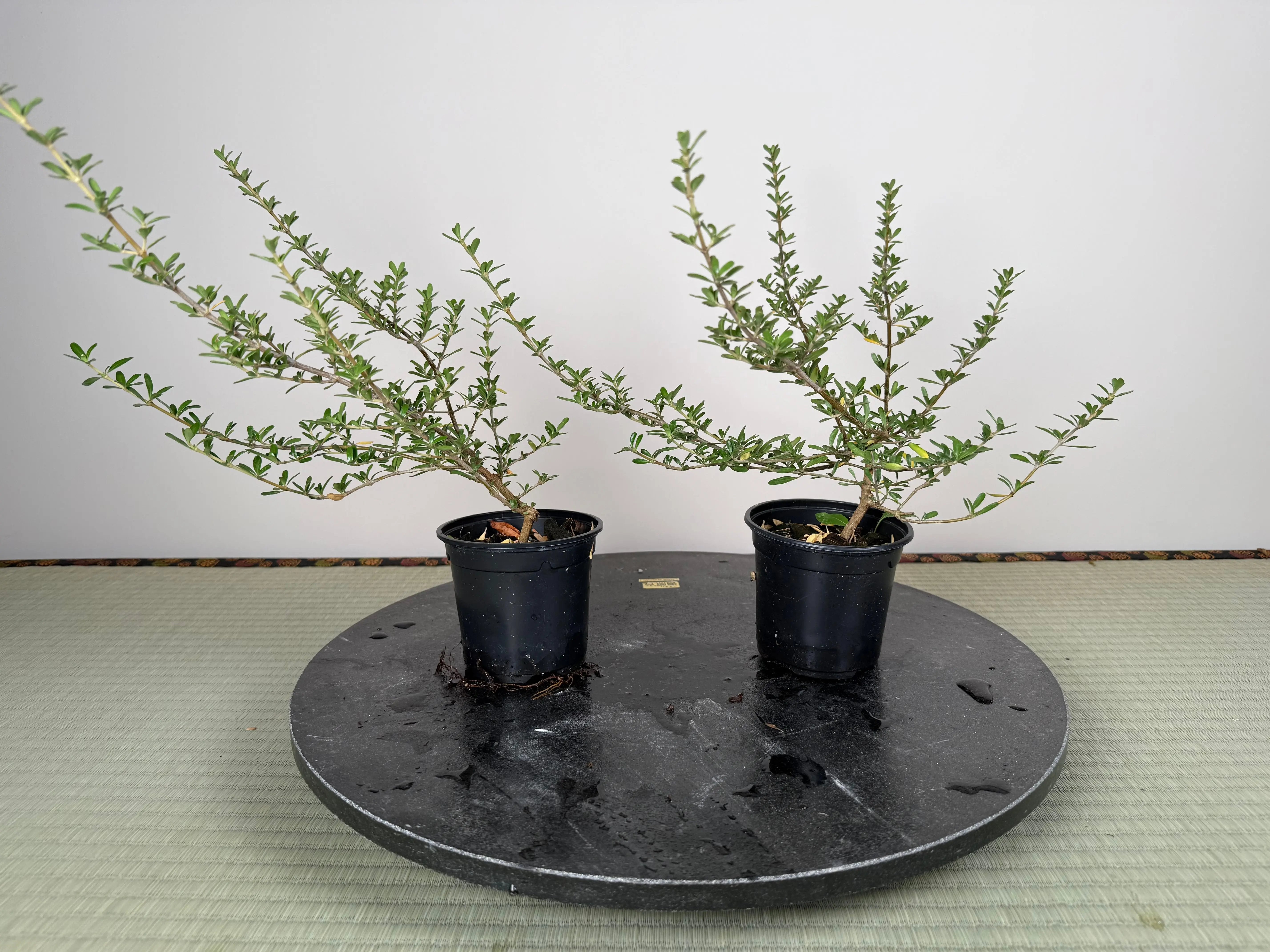 MIRROR BUSH Canada Bonsai