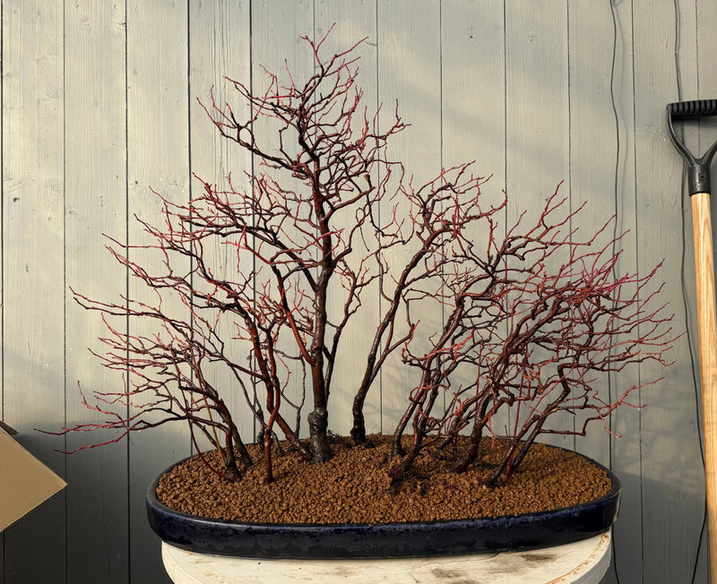 Itea japonica Canada Bonsai