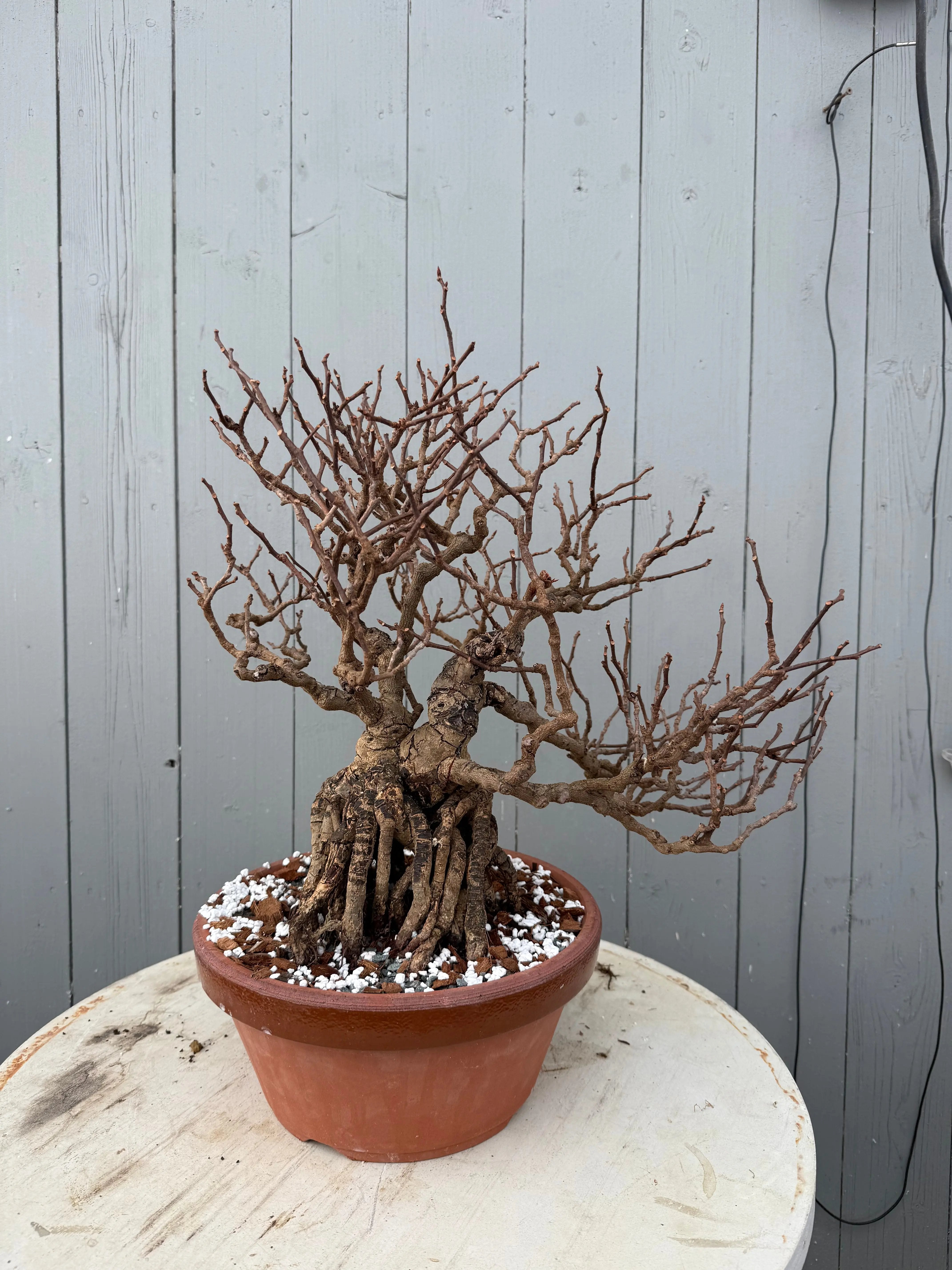 Kadsura japonica Canada Bonsai