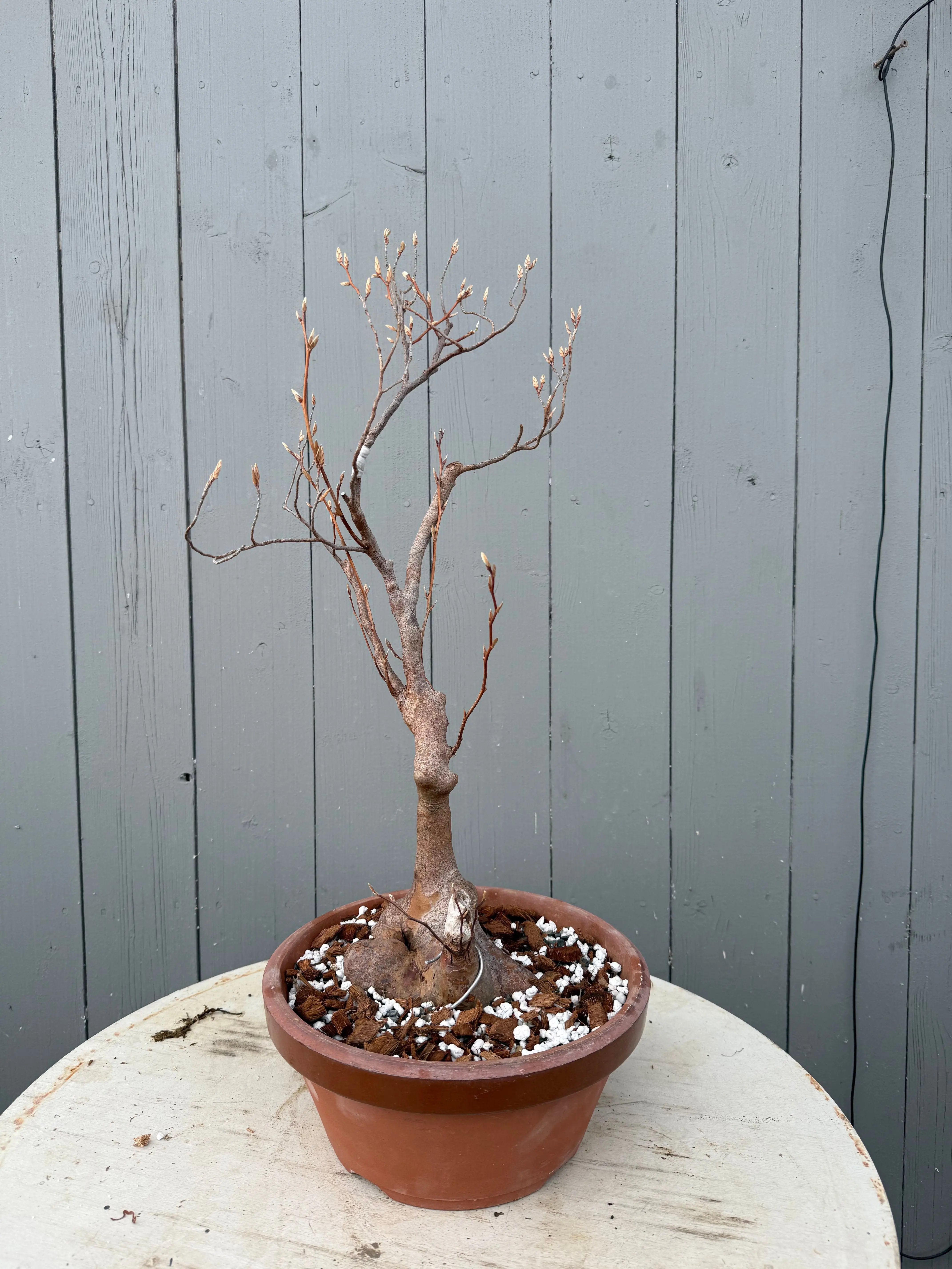 Stewartia monadelpha Canada Bonsai