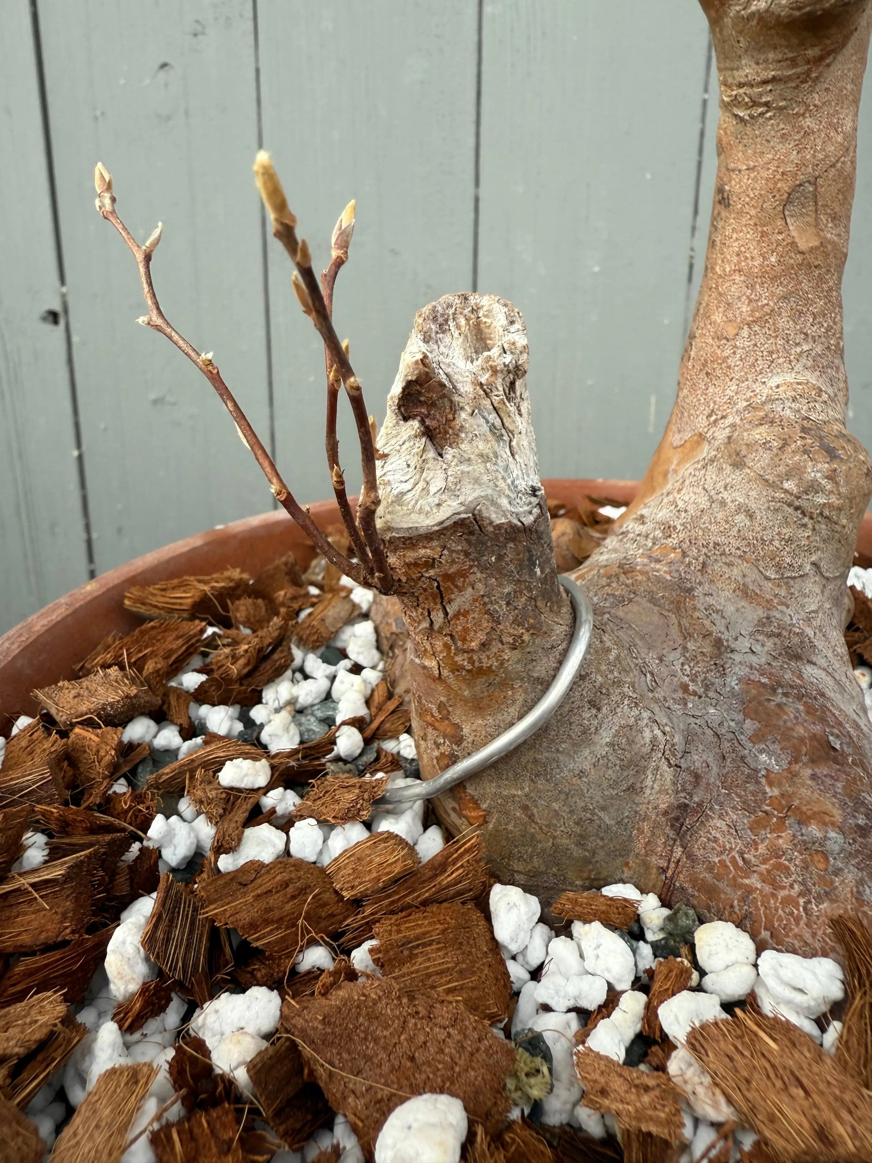 Stewartia monadelpha Canada Bonsai
