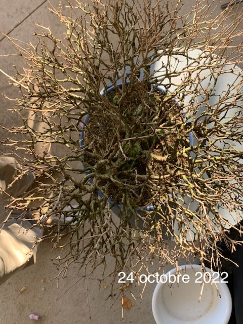 Punica granatum Neji-kan