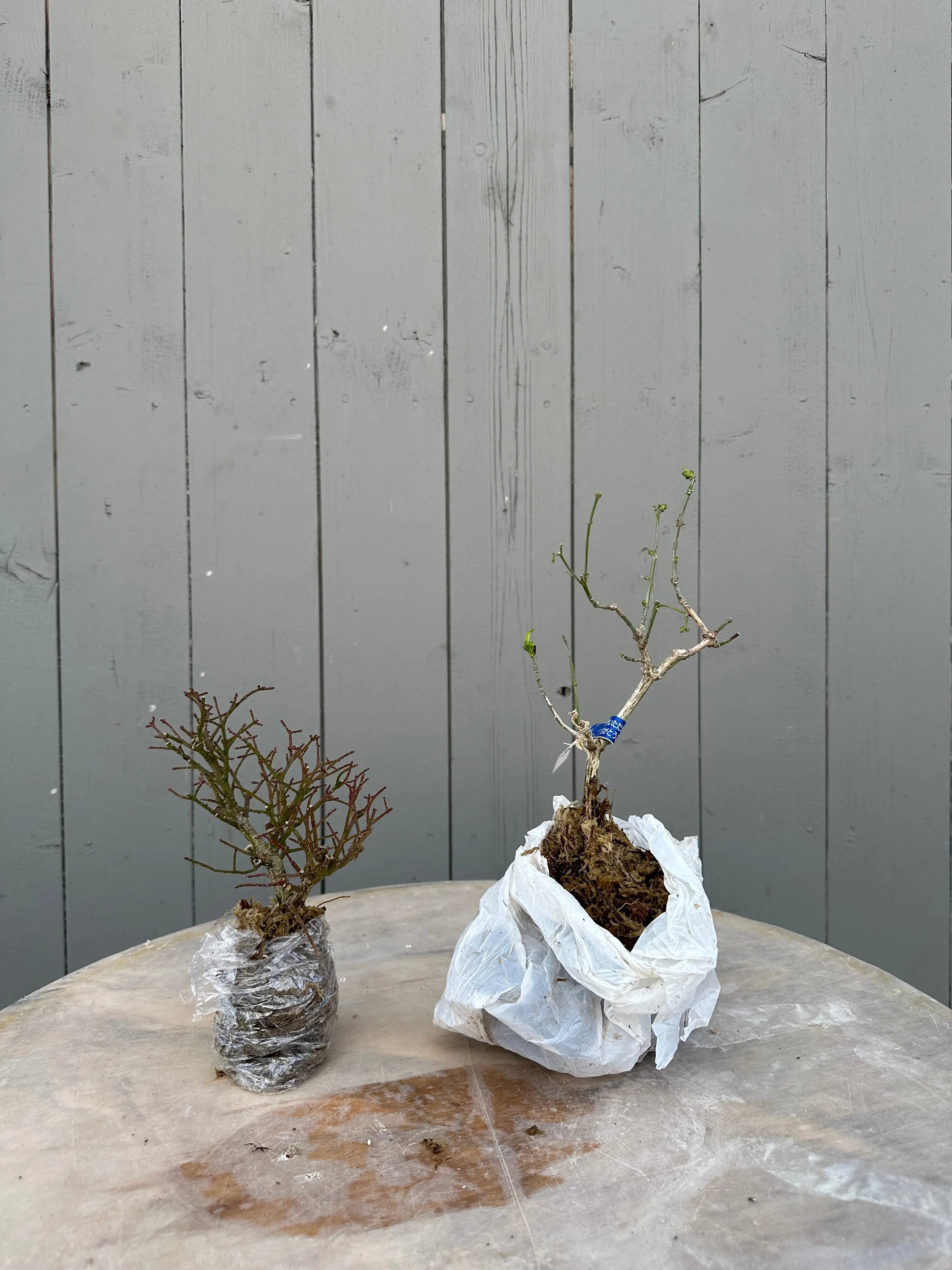 Euonymus Canada Bonsai