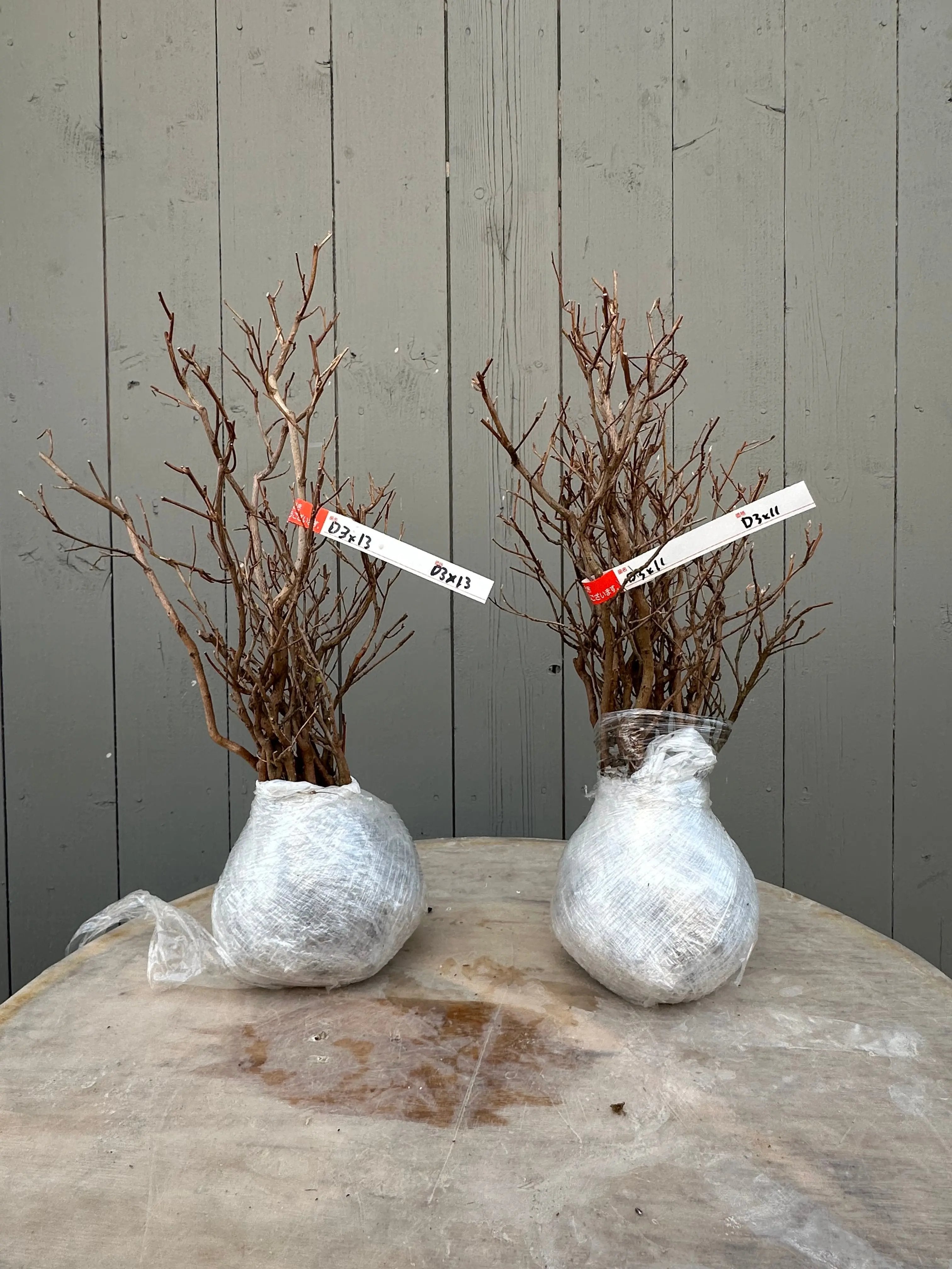 Stewartia Canada Bonsai