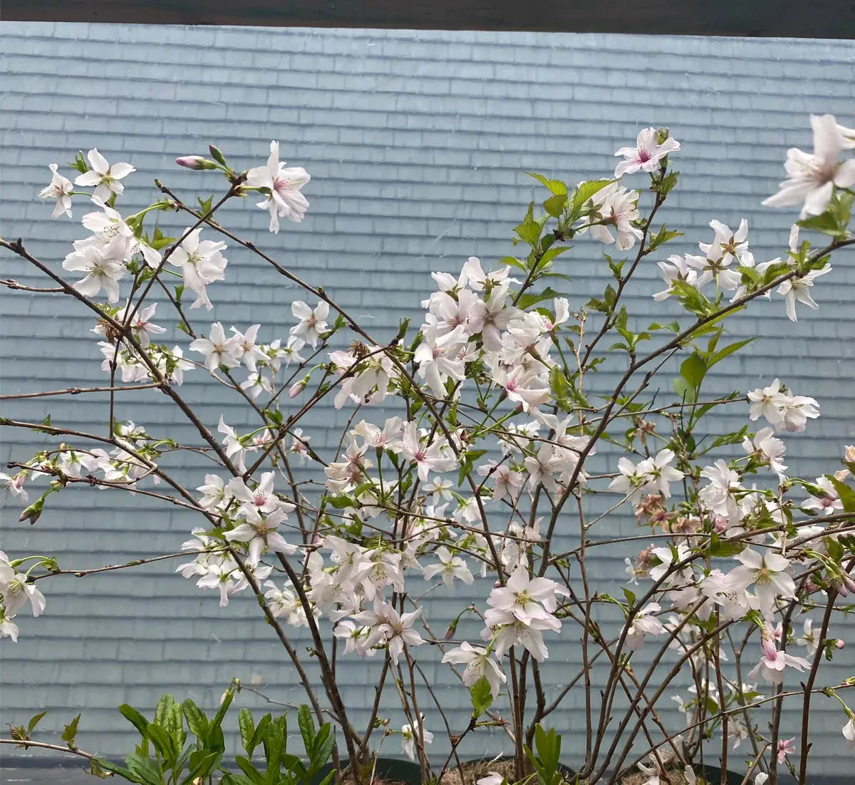 Prunus nipponica var. kurilensis Canada Bonsai