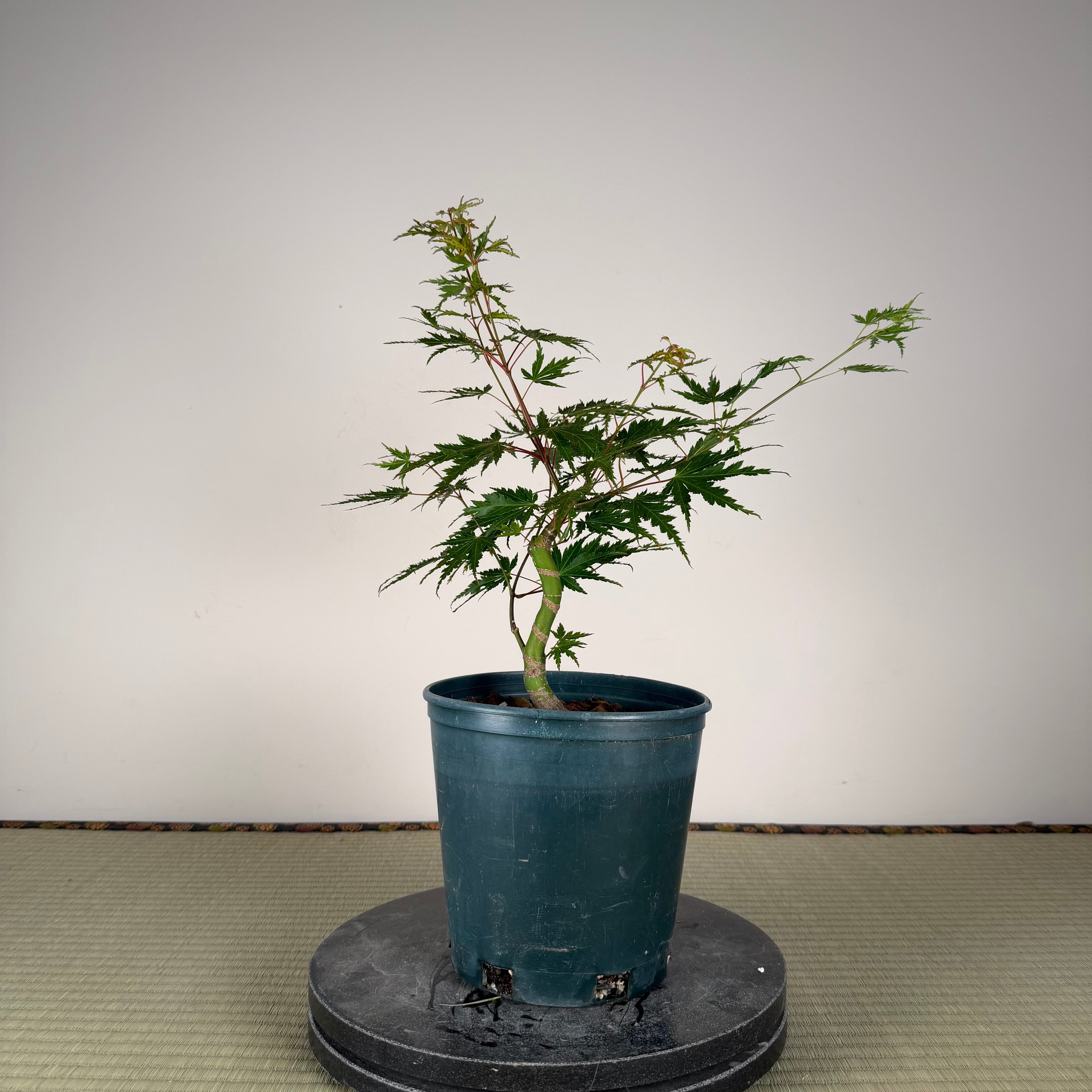 Acer palmatum 'Katsura' (taille réduite)