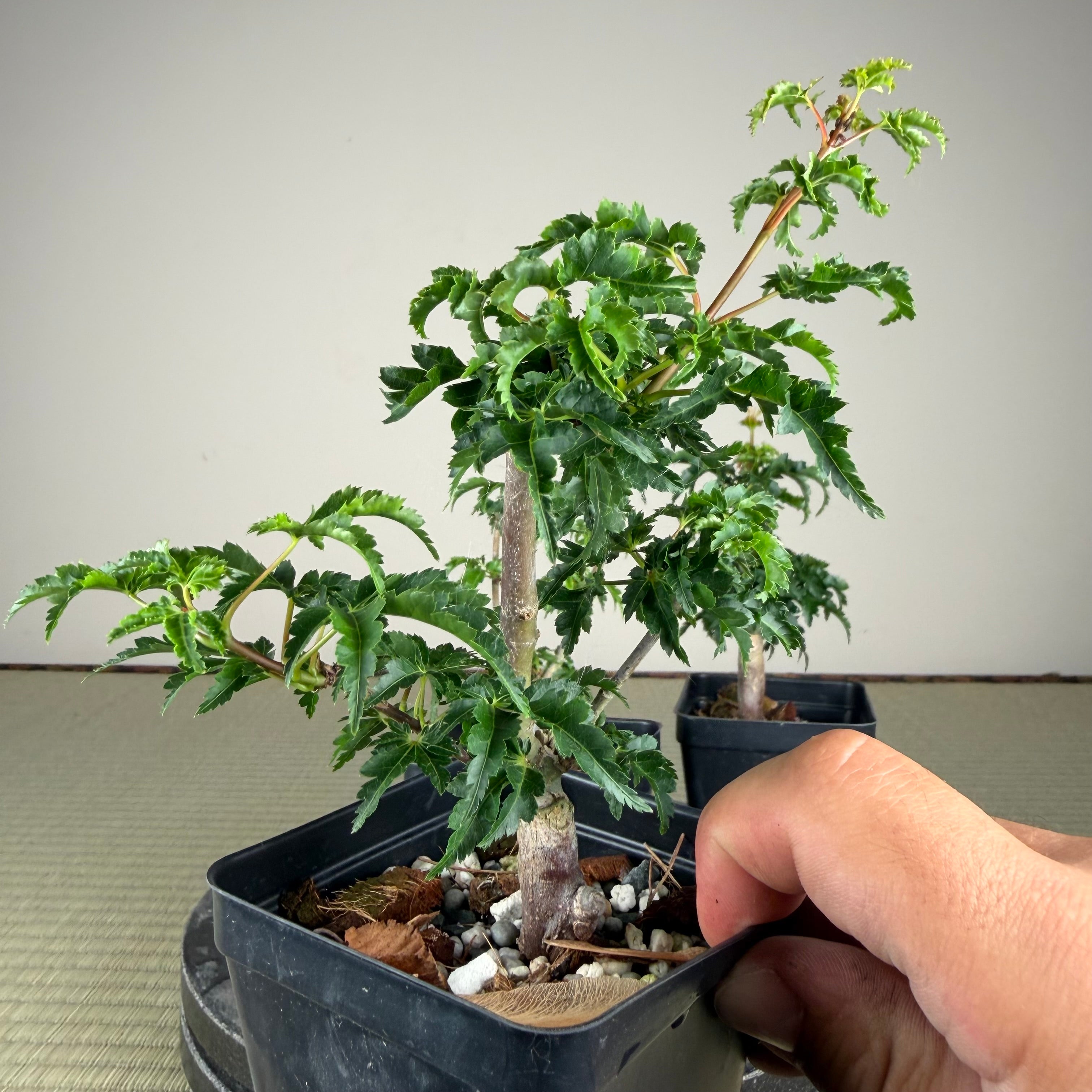 Acer palmatum 'Shishigashira' (grafted)