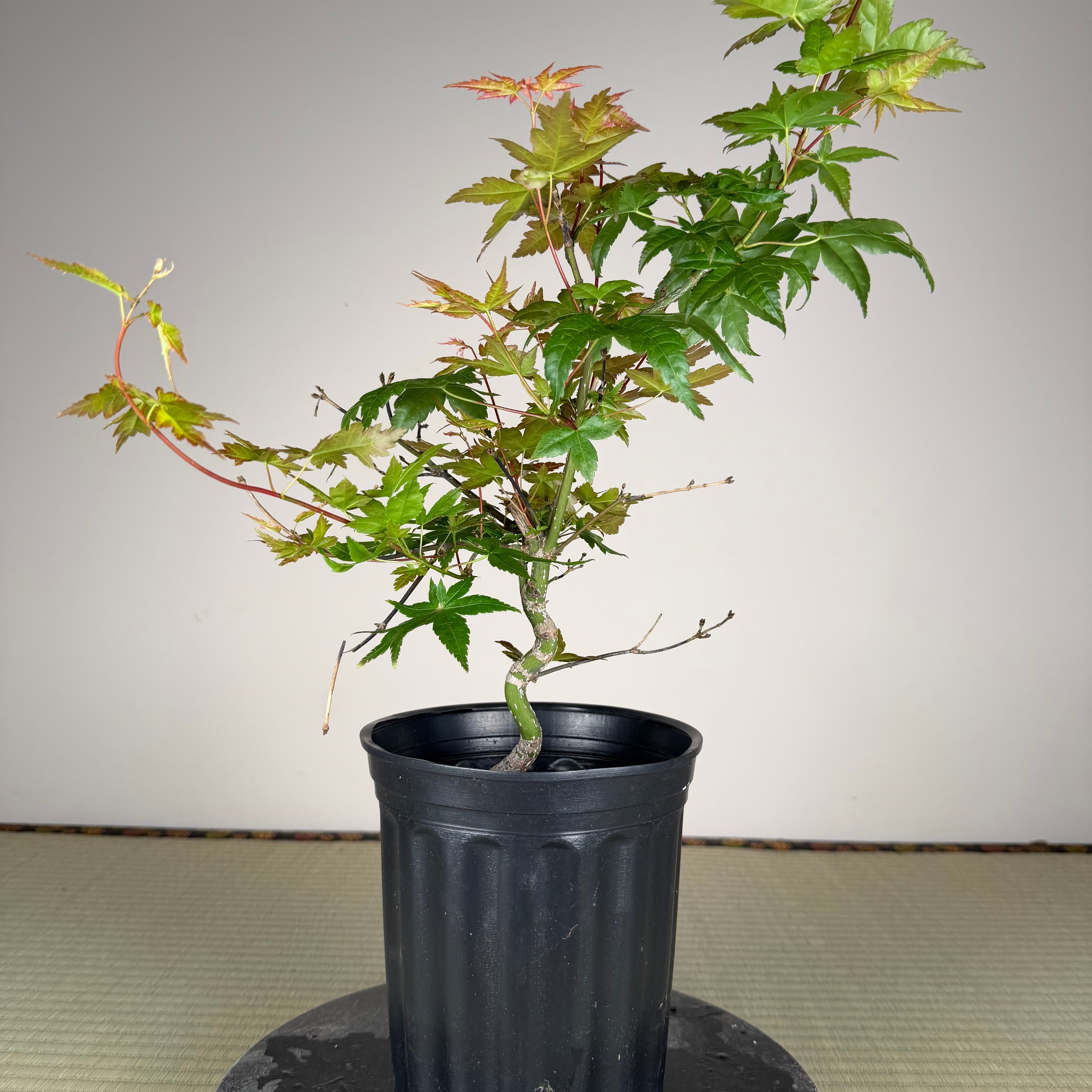 Acer palmatum 'Beni Chidori' #2 (see note)
