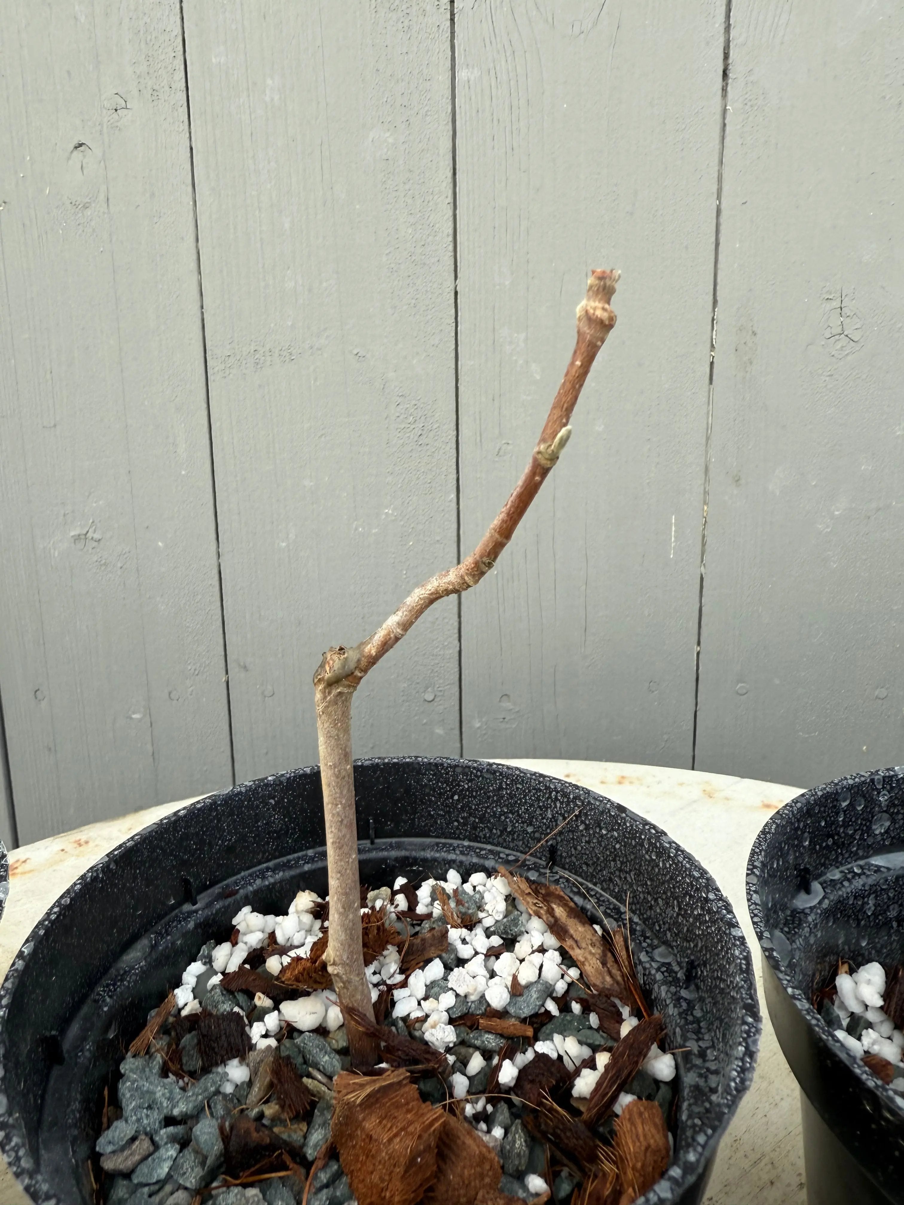 Magnolia kobus (dwarf) Canada Bonsai