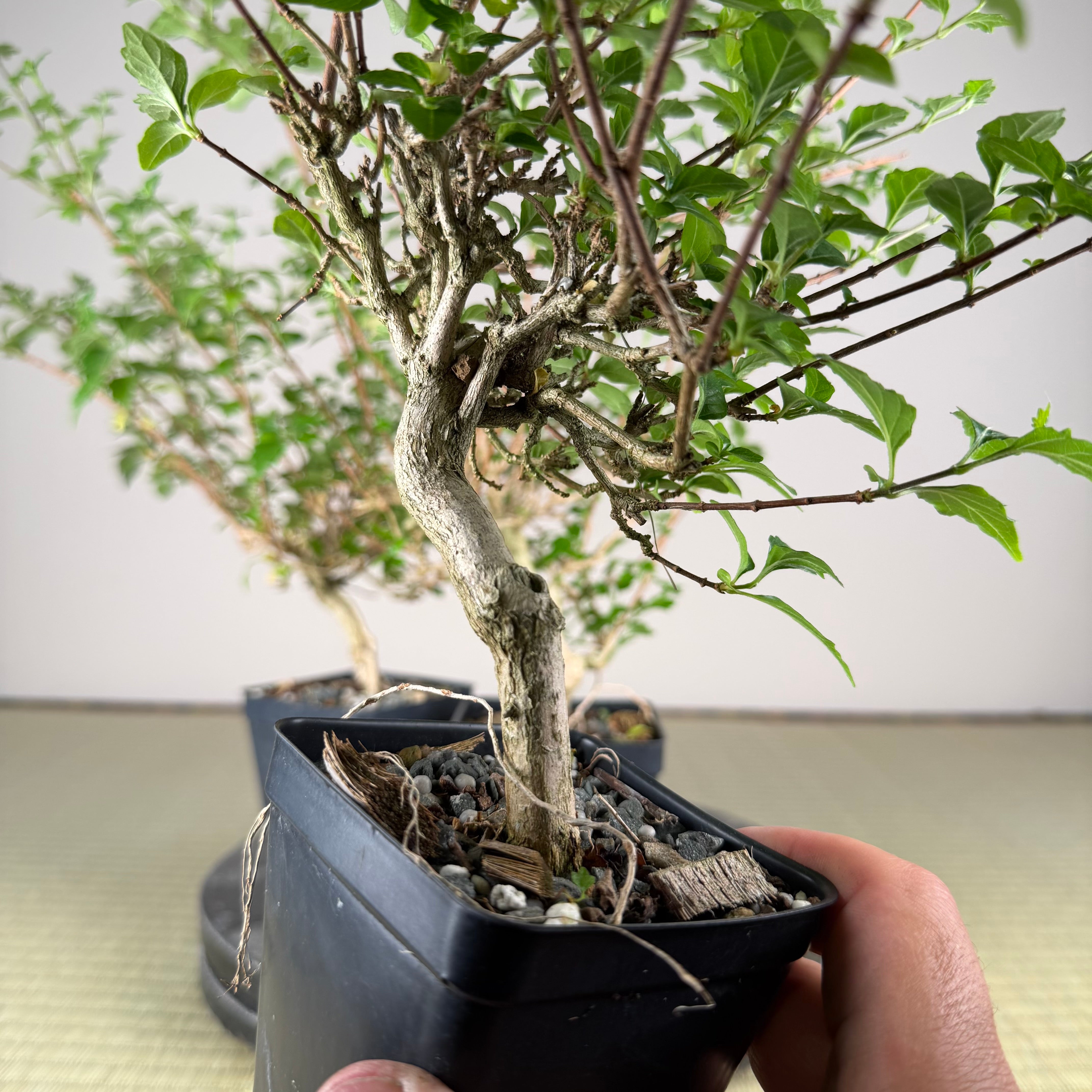 Premna japonica (large)