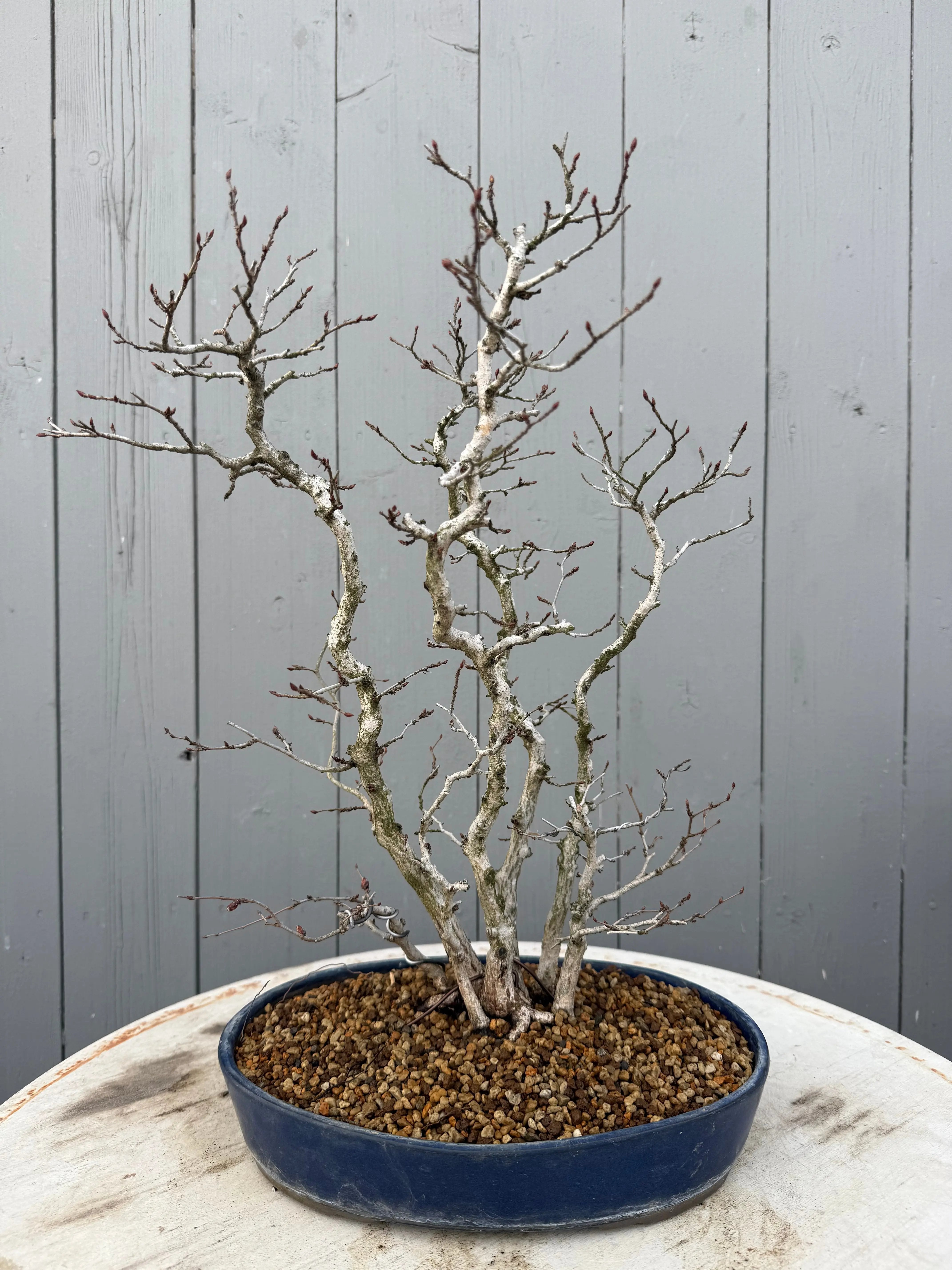 Carpinus turczaninowii Canada Bonsai
