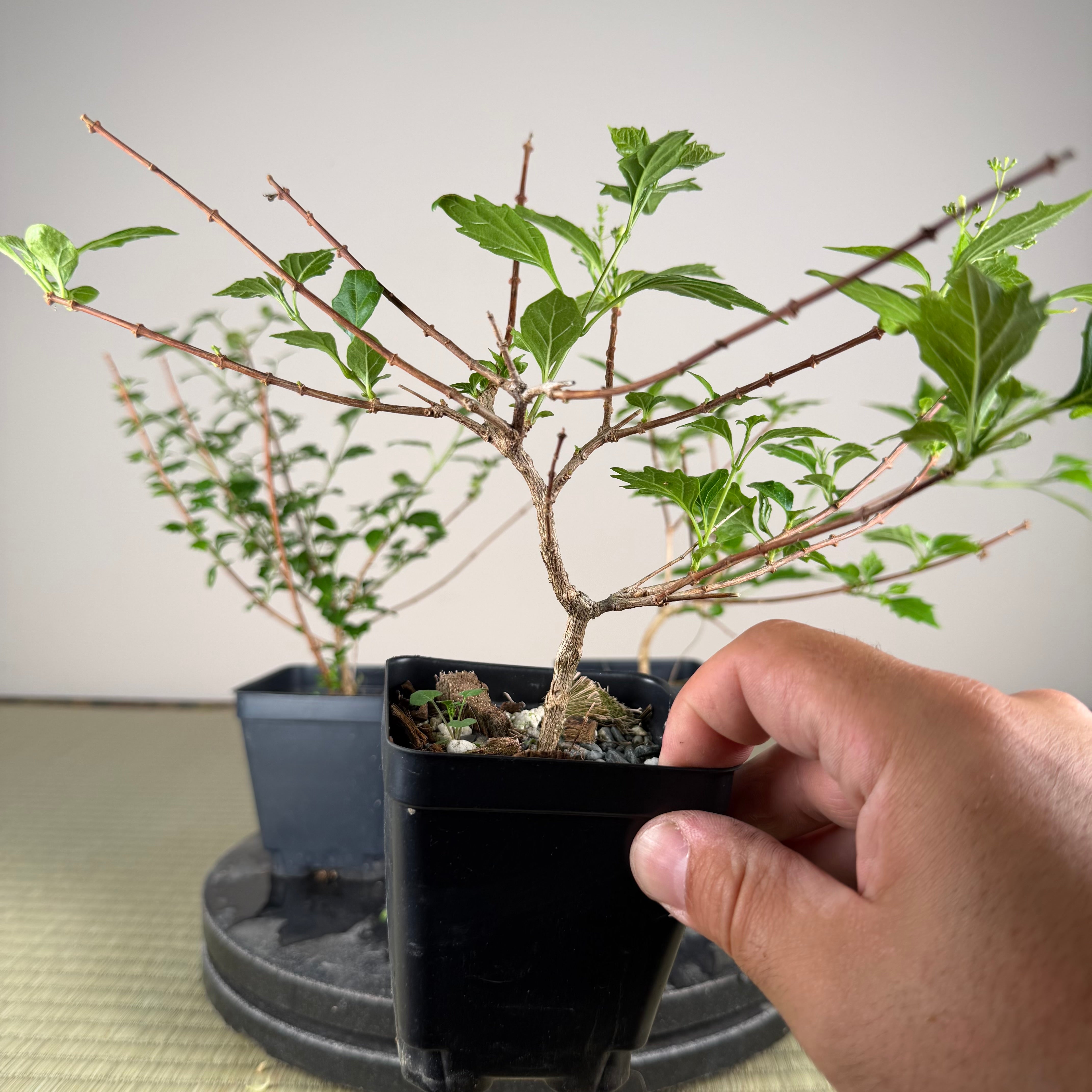 Premna japonica (boutures racinées)