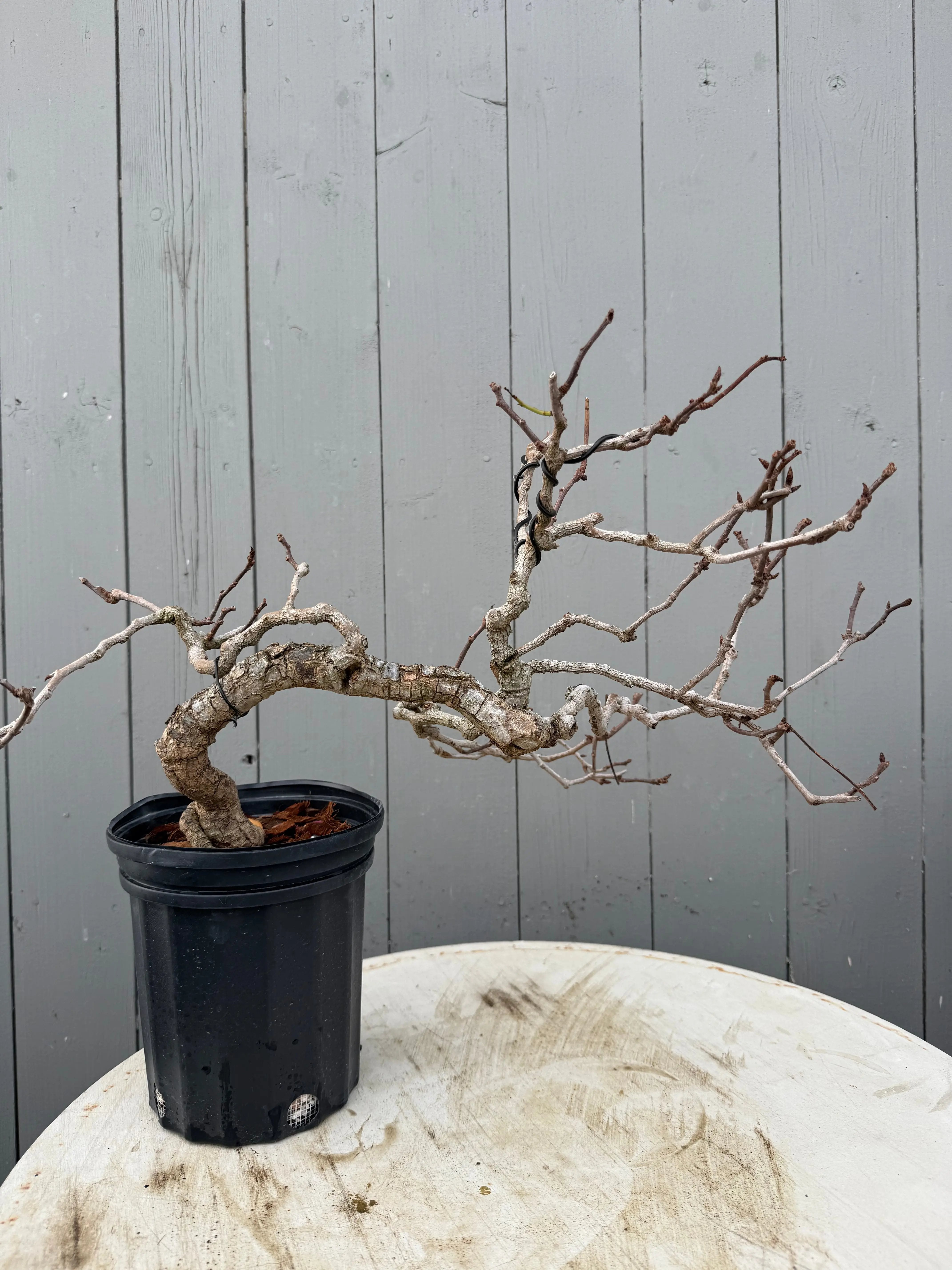 Kadsura japonica Canada Bonsai