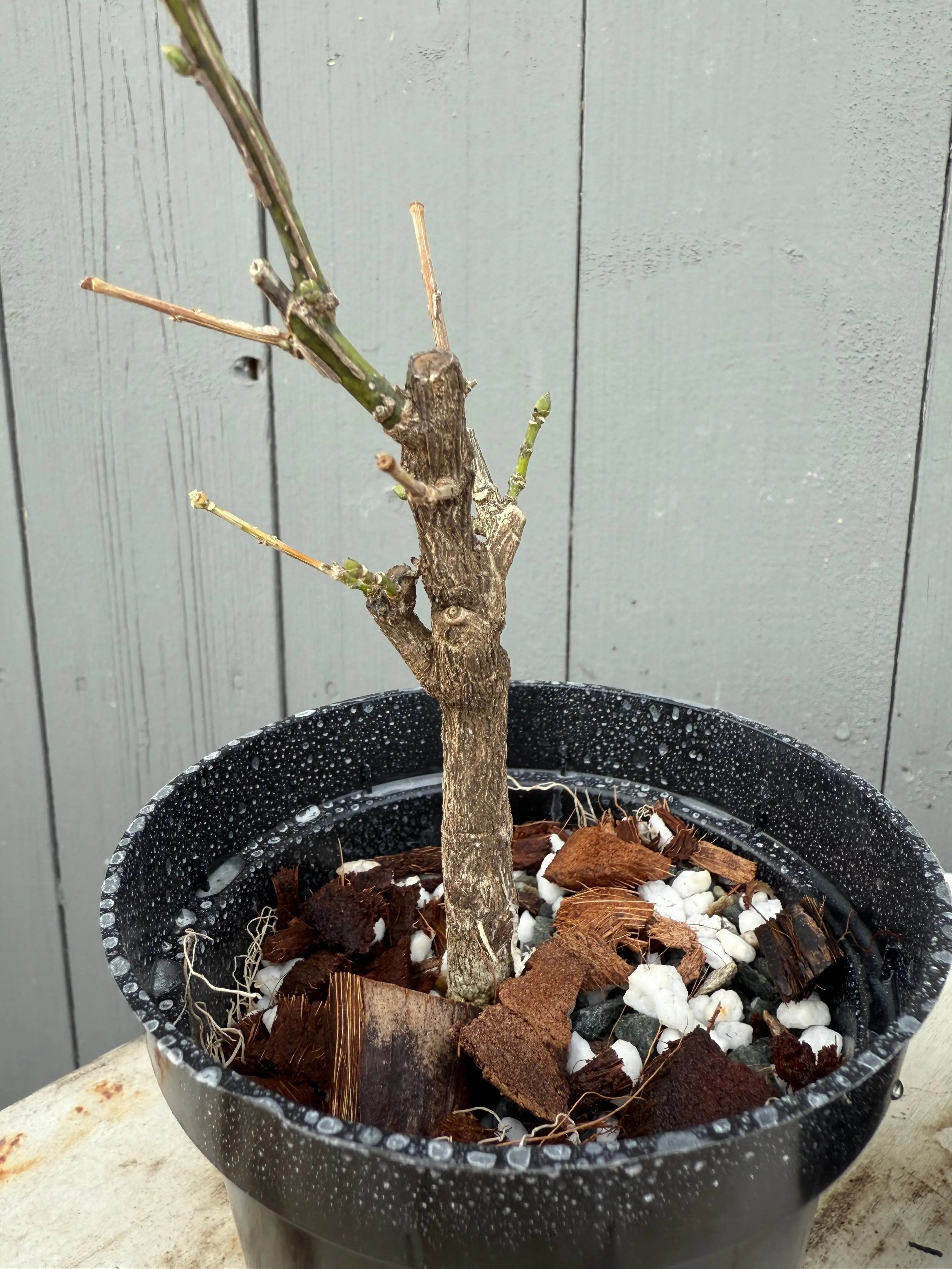 Euonymus (white flower) Canada Bonsai