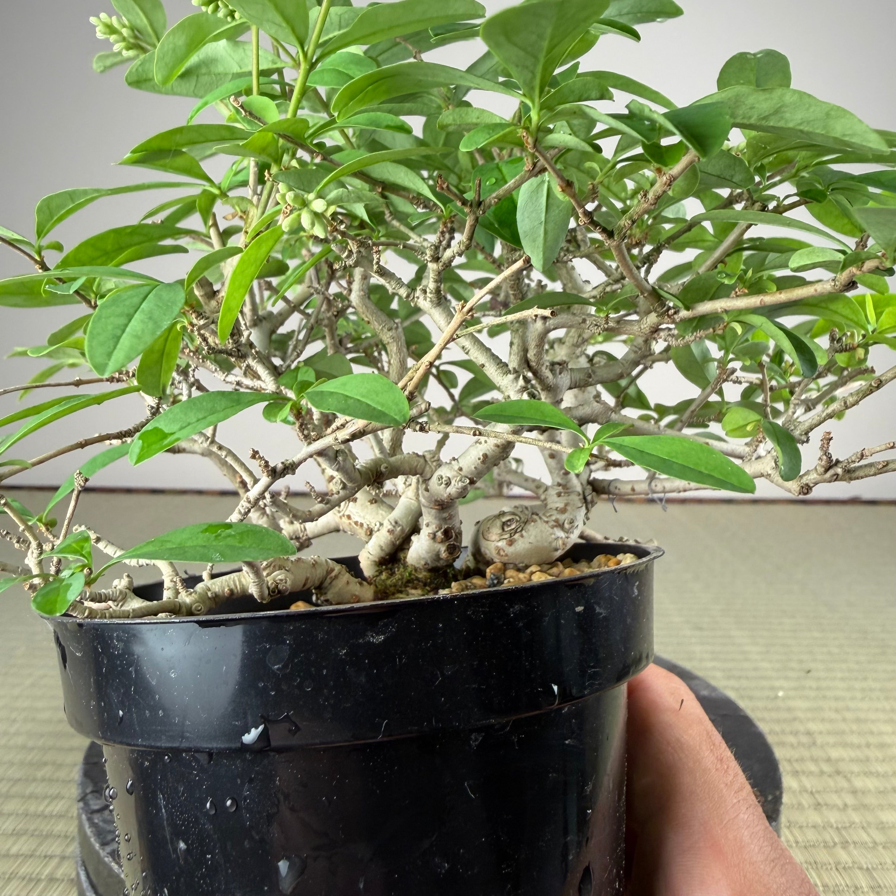 Ligustrum Arakawa *Voir note*