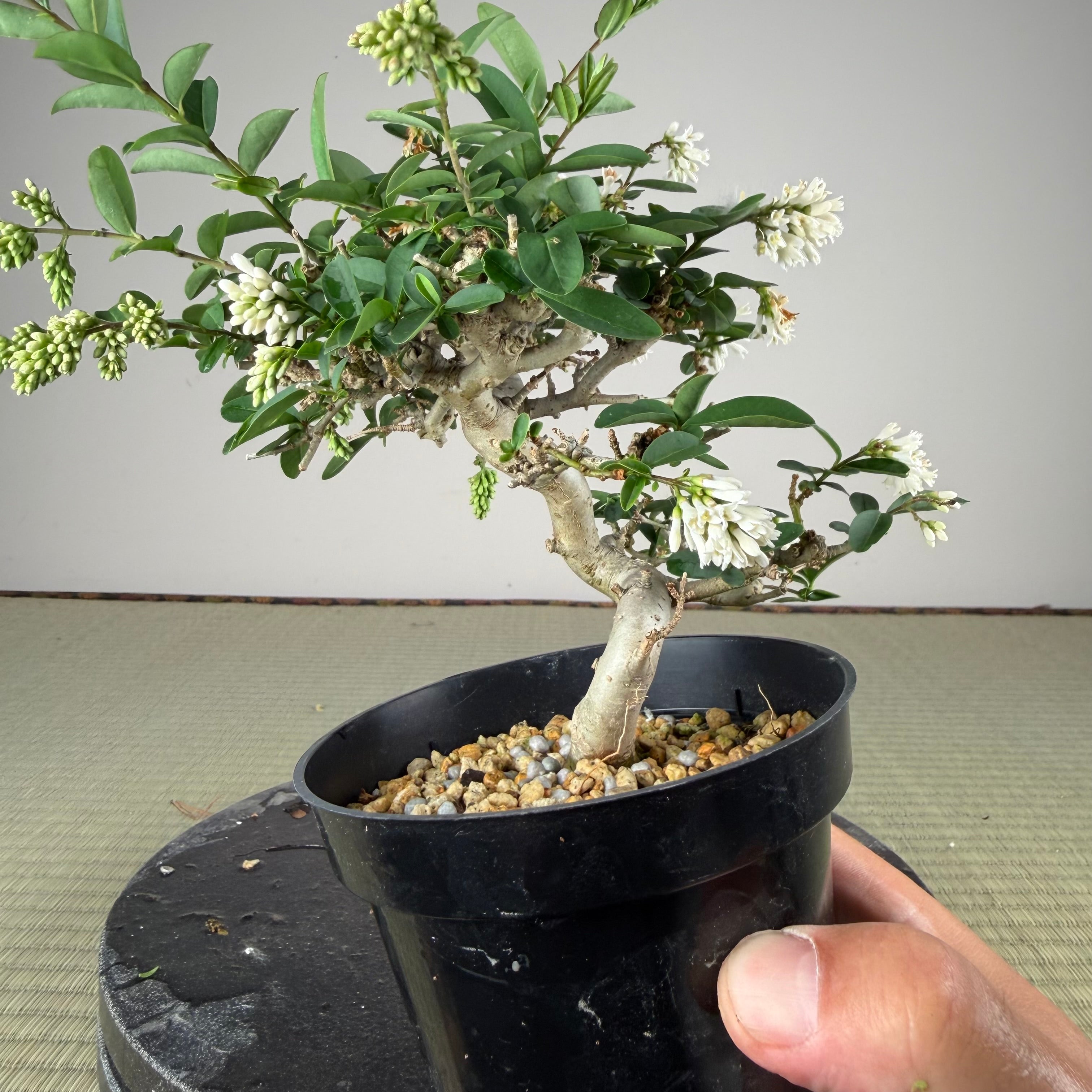 Ligustrum Arakawa *Voir note*