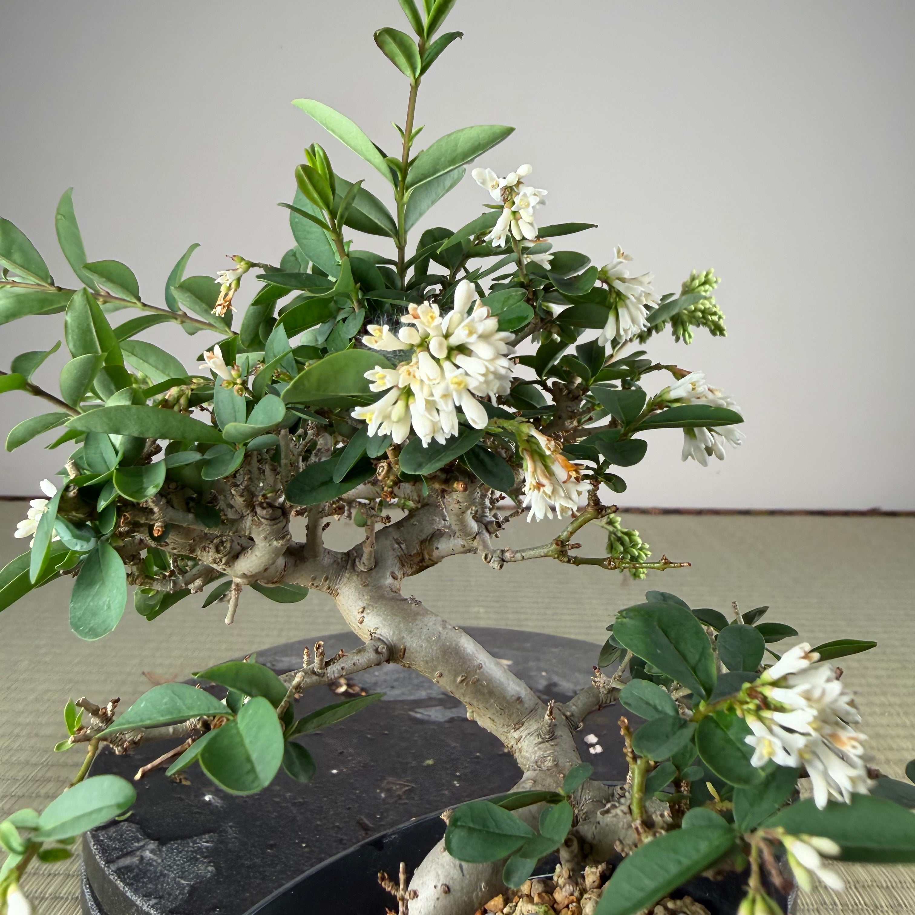 Ligustrum Arakawa *Voir note*