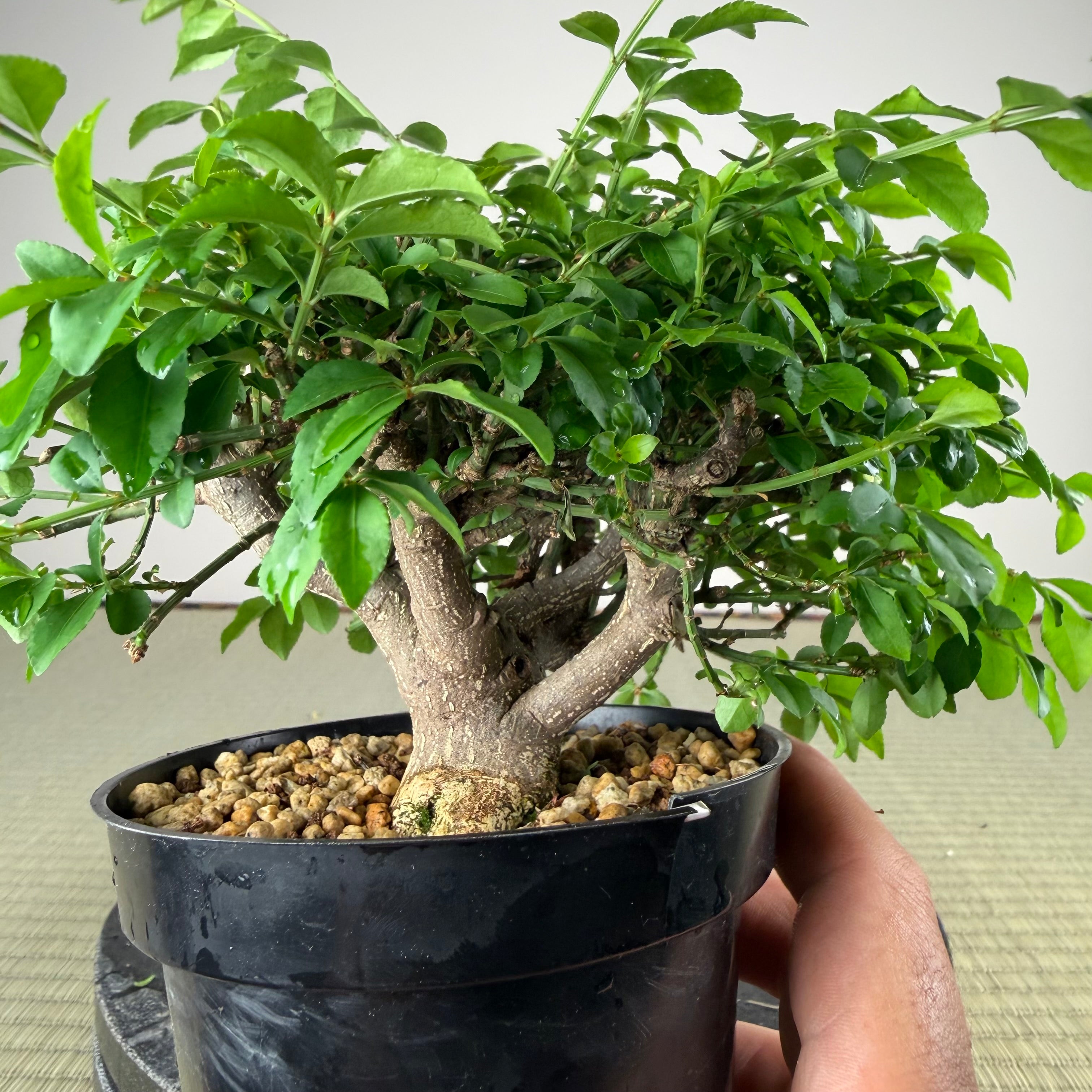 Euonymus